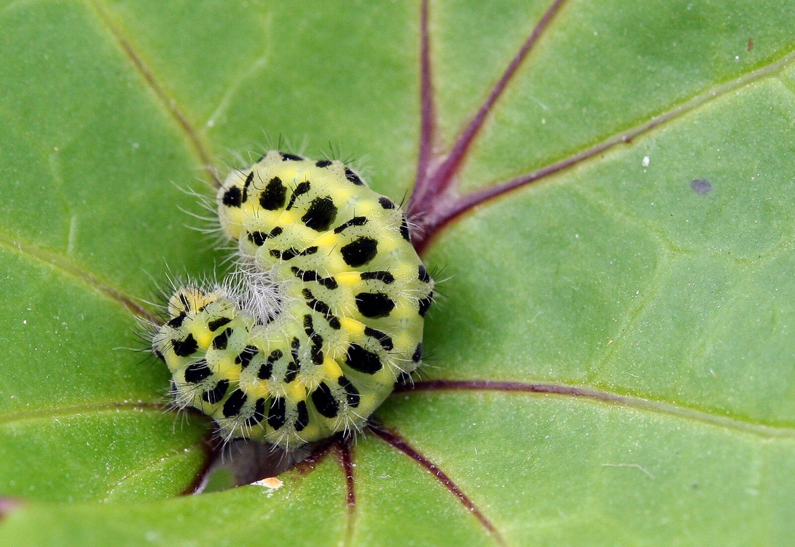 Canon EOS 350D (EOS Digital Rebel XT / EOS Kiss Digital N) sample photo. Caterpillar, larva, camouflage photography