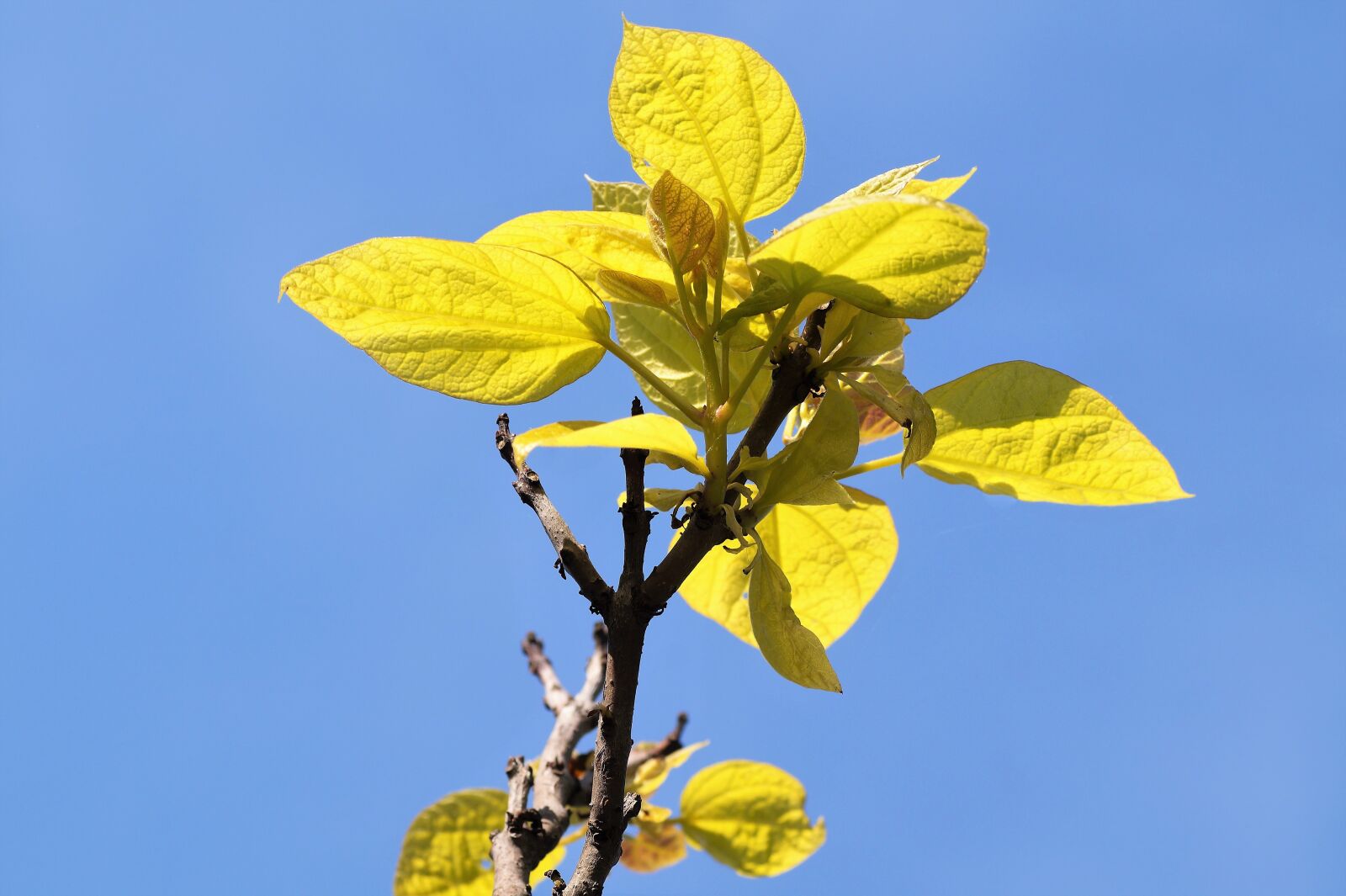 Sony SLT-A58 sample photo. Catalpa, foliage, branch photography