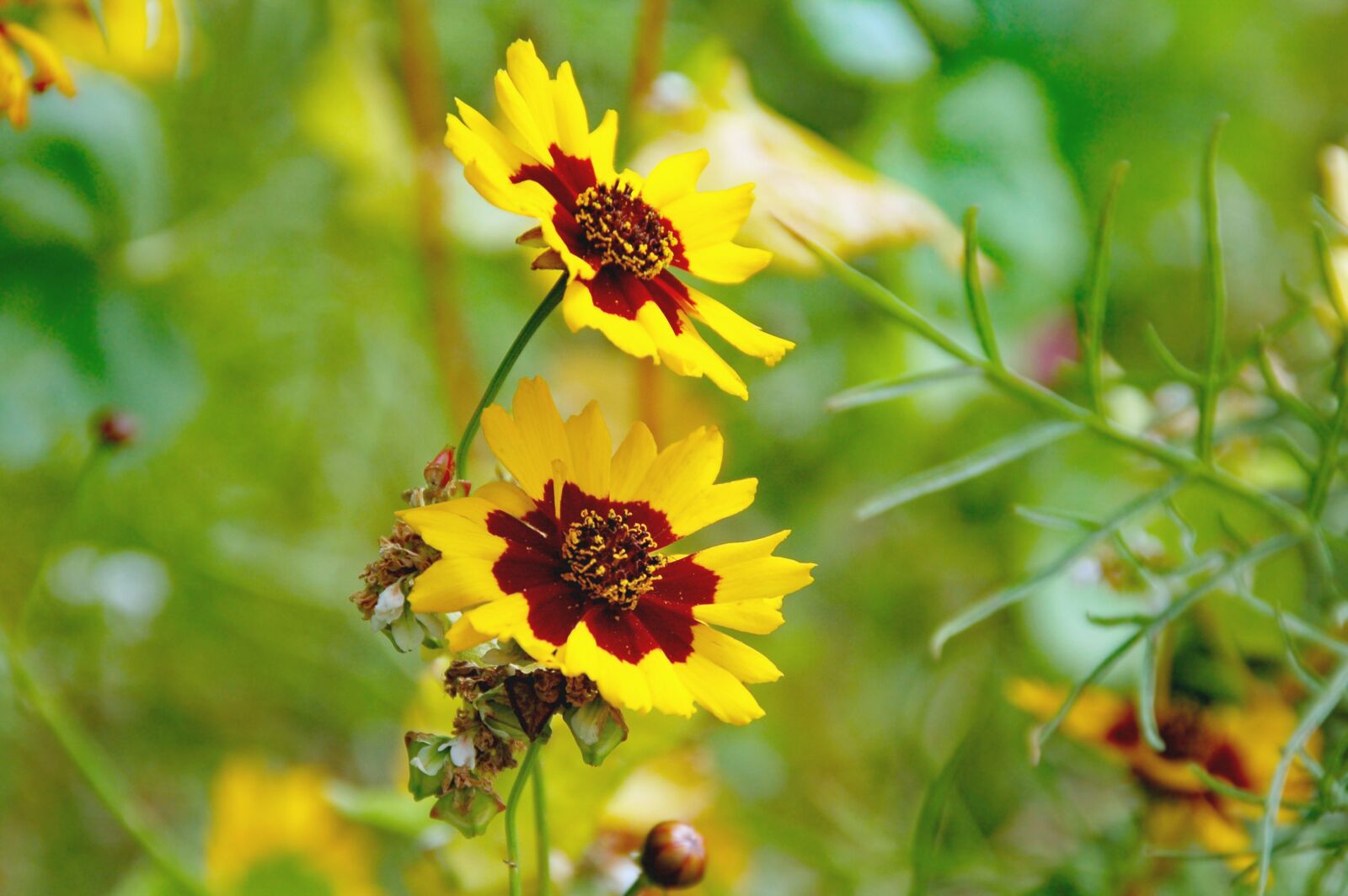Nikon D50 sample photo. Flower, yellow, aster photography