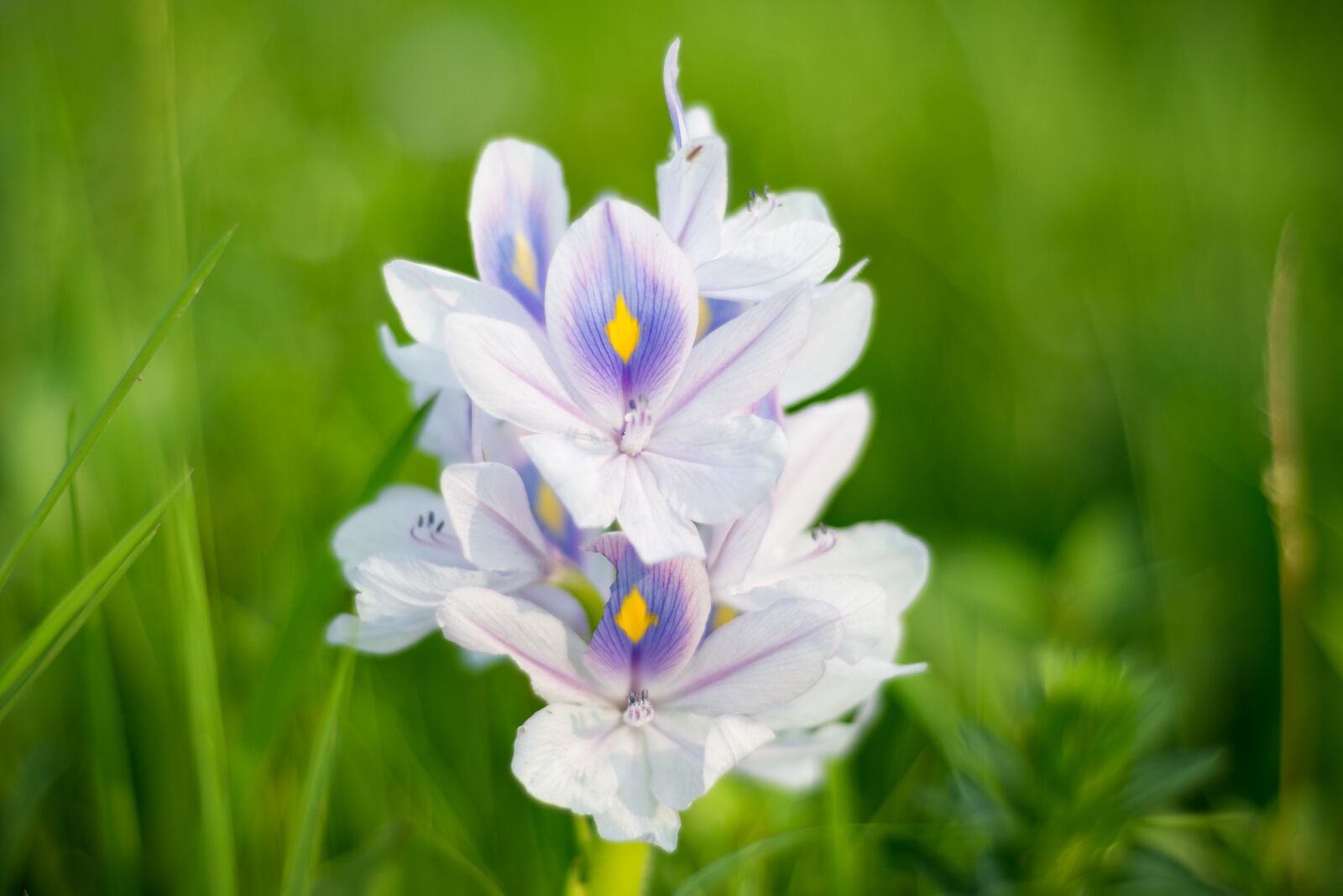 Nikon D610 sample photo. Flowers, nature, blossom photography