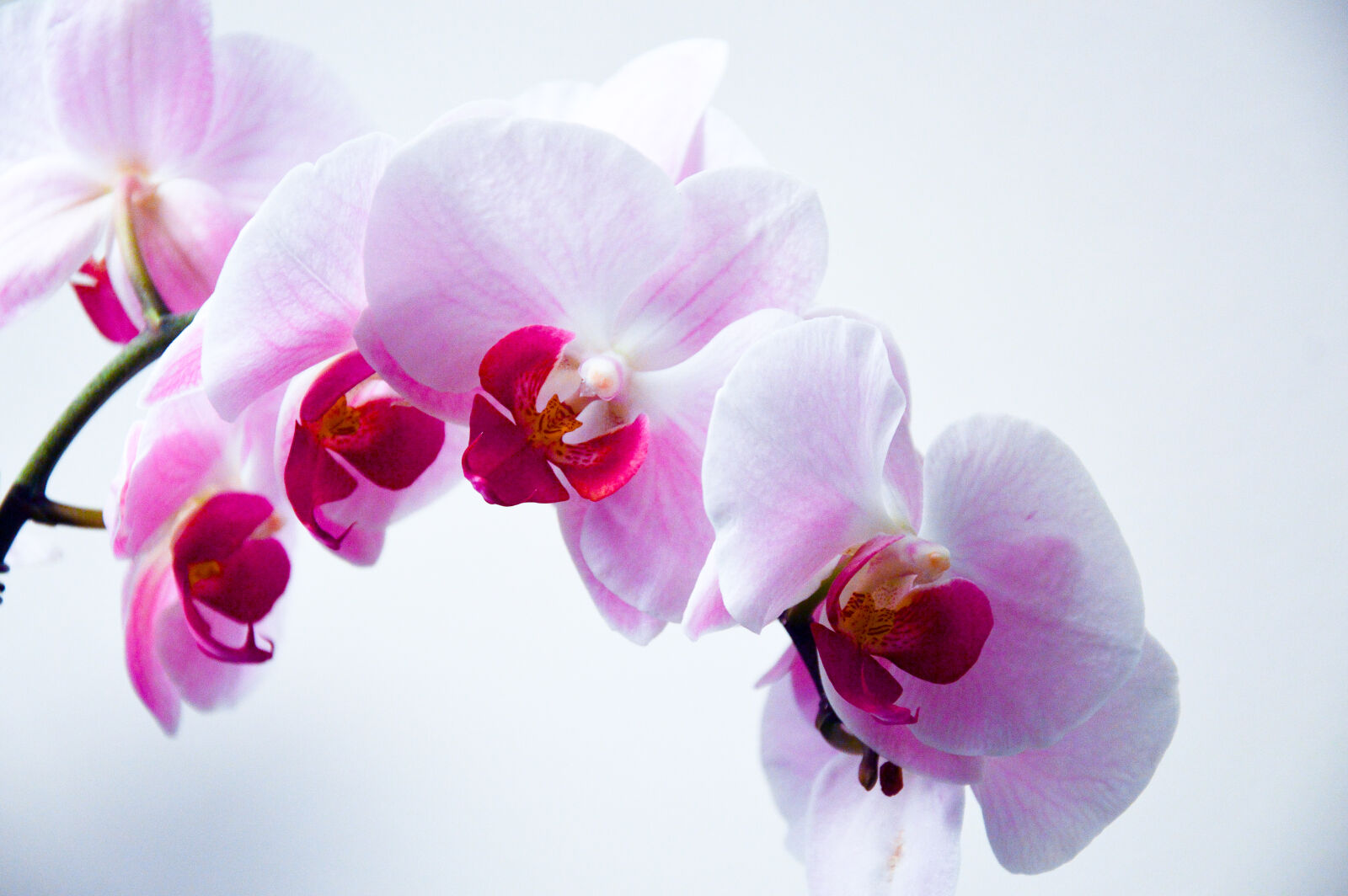Nikon D3200 sample photo. Pink, flowers photography