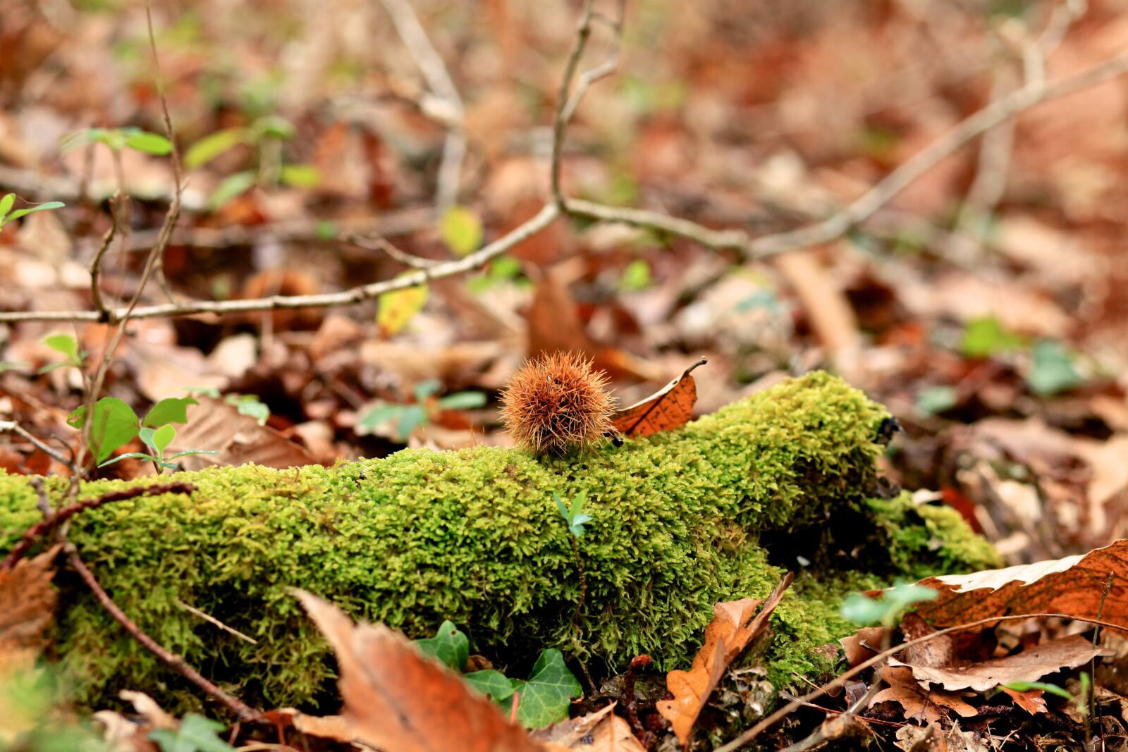Canon EOS 5D Mark II sample photo. Nature, leaf, fall photography