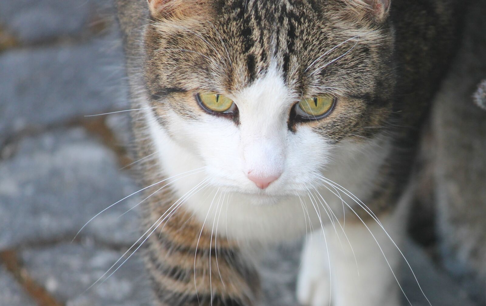 Canon EOS 1100D (EOS Rebel T3 / EOS Kiss X50) sample photo. Cat, face, eyes photography