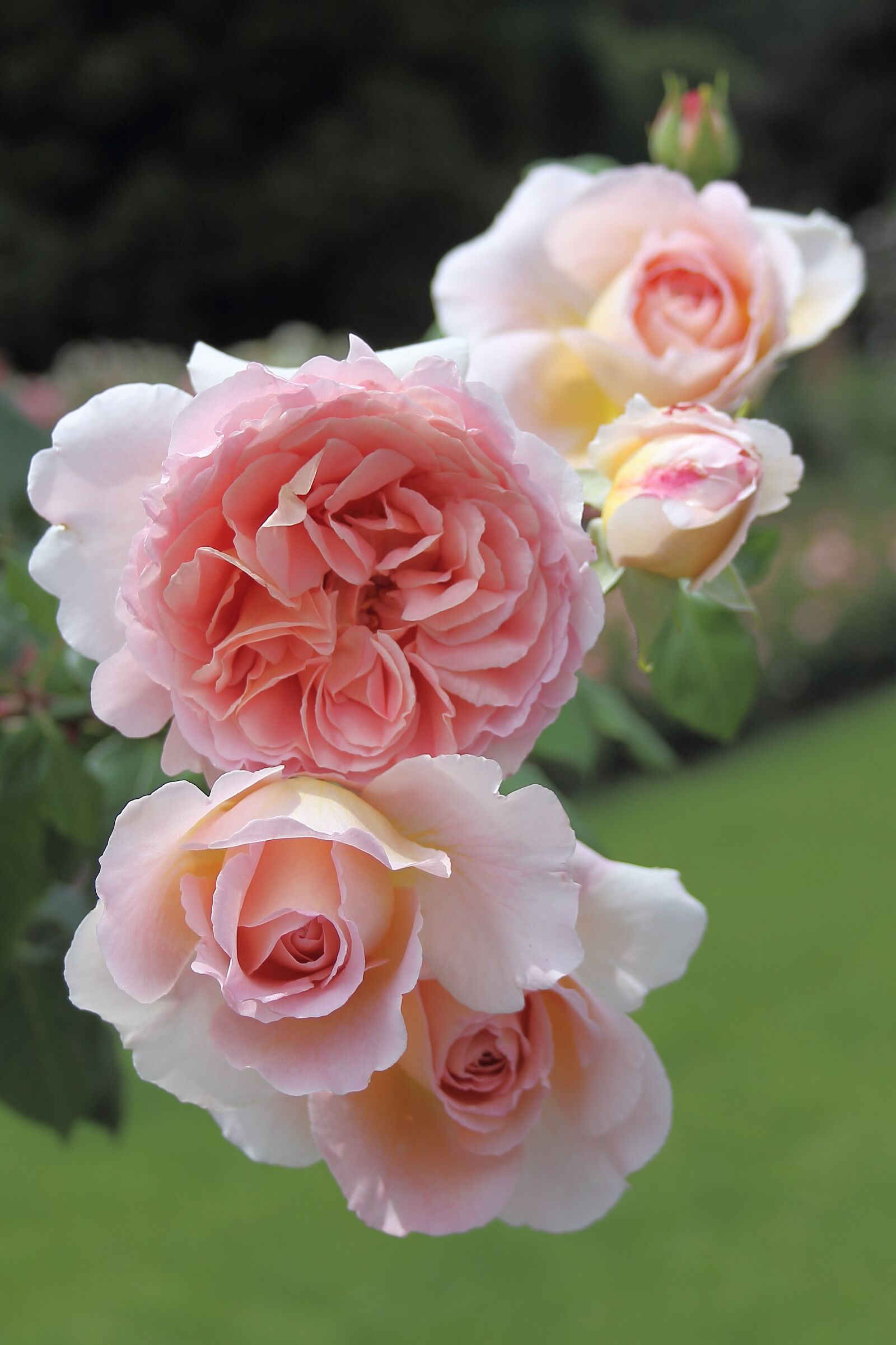 Canon EOS 600D (Rebel EOS T3i / EOS Kiss X5) sample photo. Roses, blossoms, garden plant photography