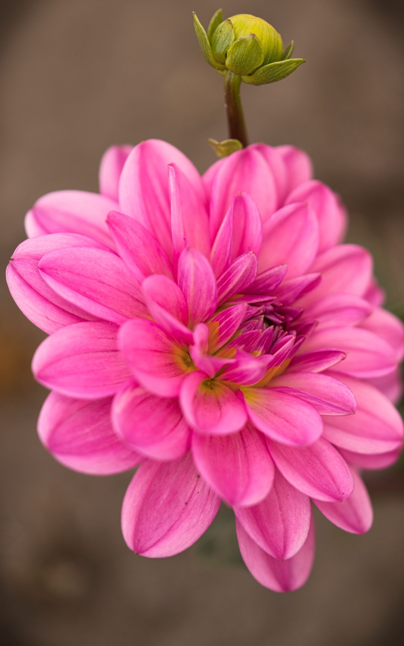 Canon EOS 200D (EOS Rebel SL2 / EOS Kiss X9) sample photo. Dahlia, pink, flower photography