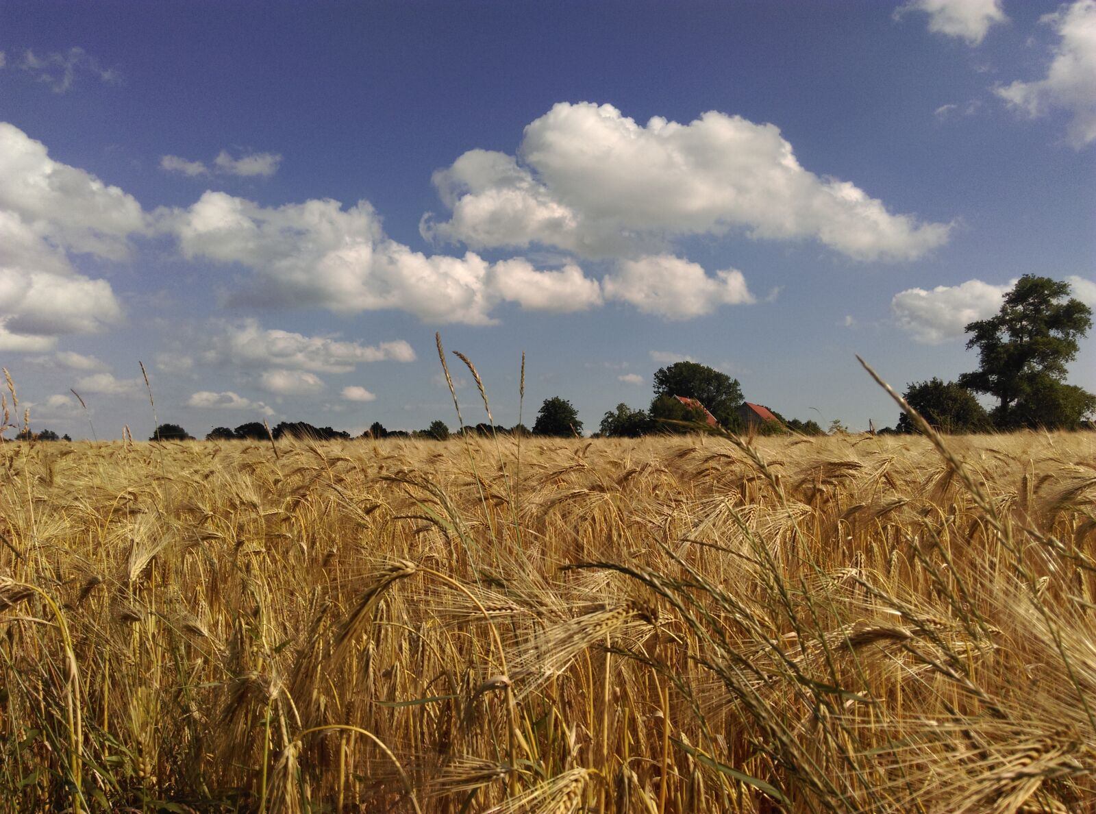 HTC ONE MINI 2 sample photo. Wheat field, summer, dry photography