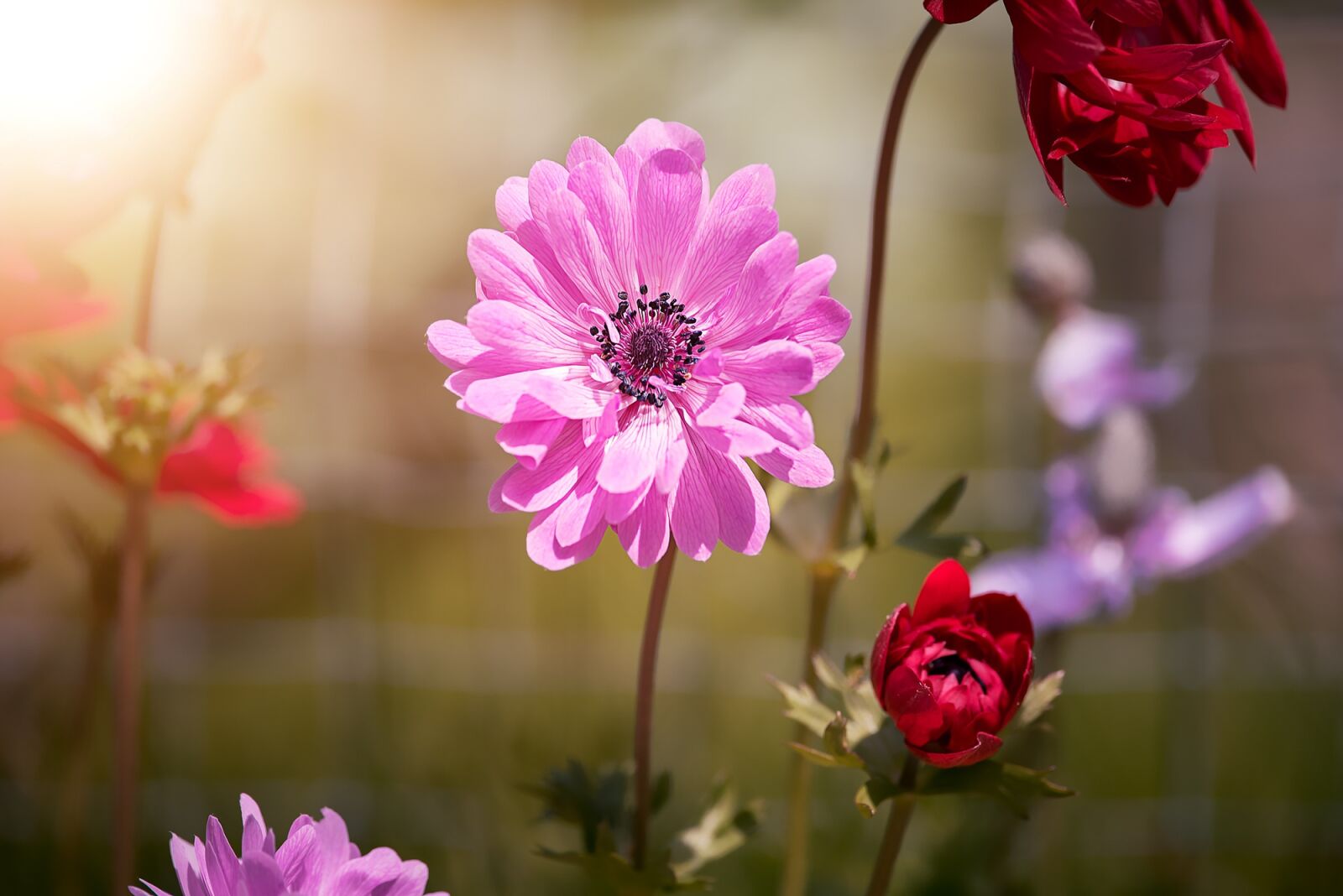 Nikon D750 sample photo. Anemone, pink, anemone pink photography
