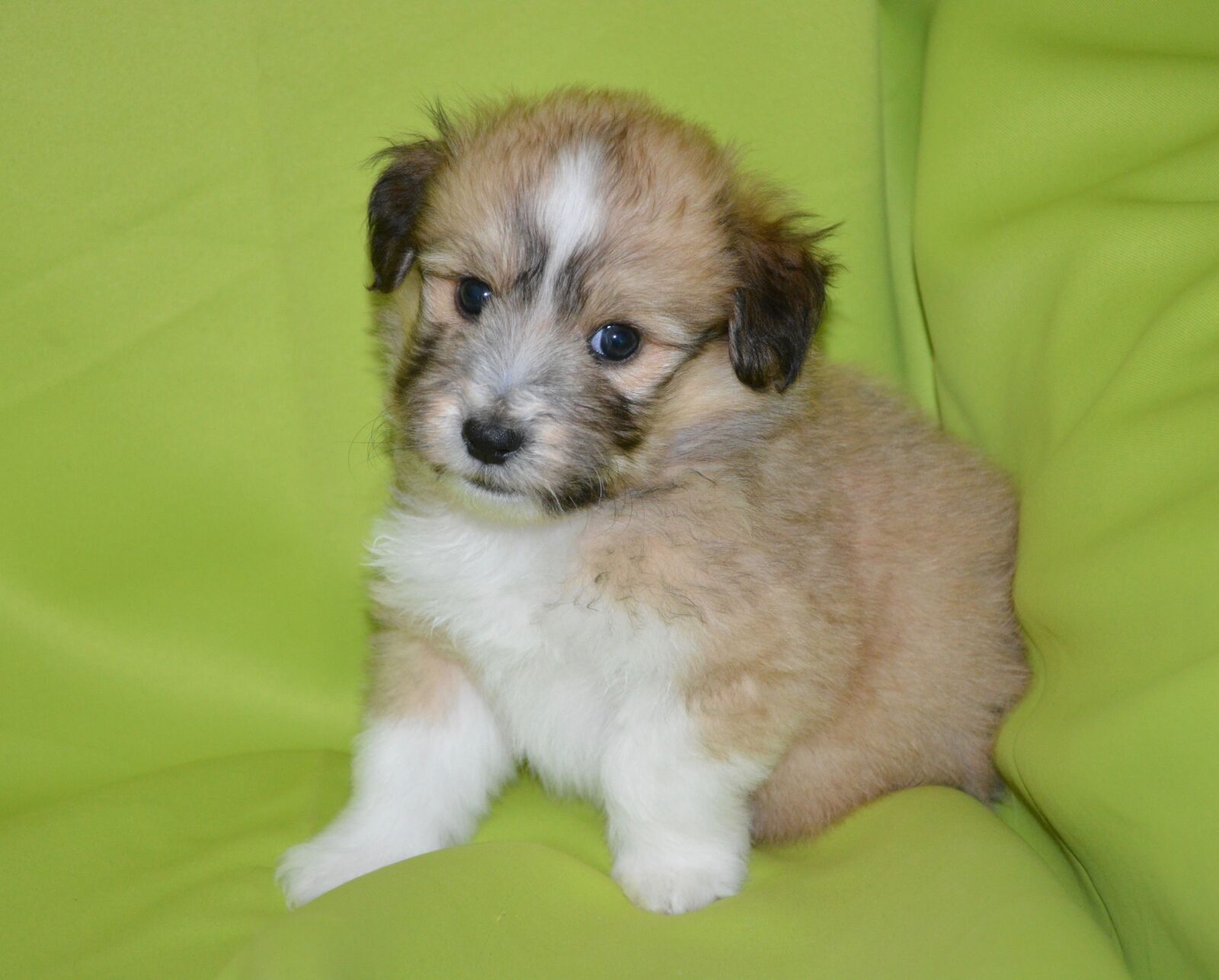 Nikon D5200 sample photo. Puppy, pup, puppies colour photography