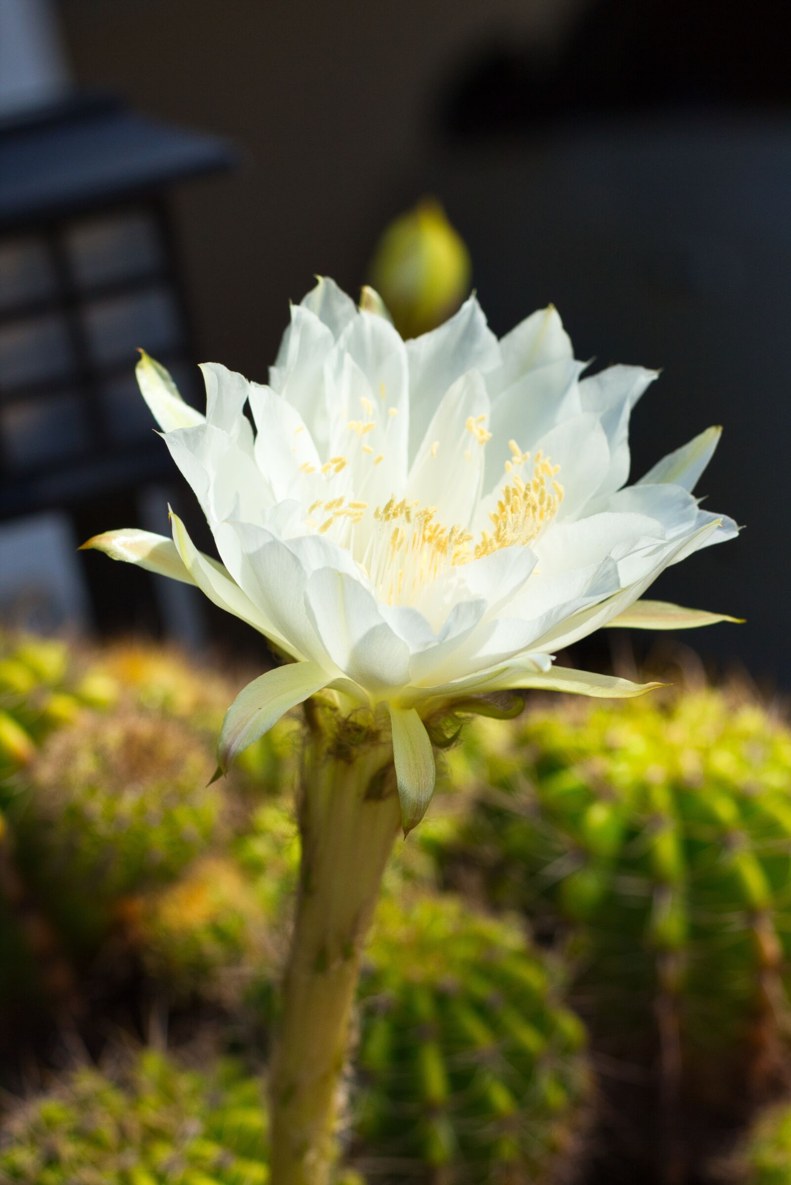 Canon EOS 700D (EOS Rebel T5i / EOS Kiss X7i) + Canon EF 50mm F1.8 STM sample photo. White, leaves, bloom photography