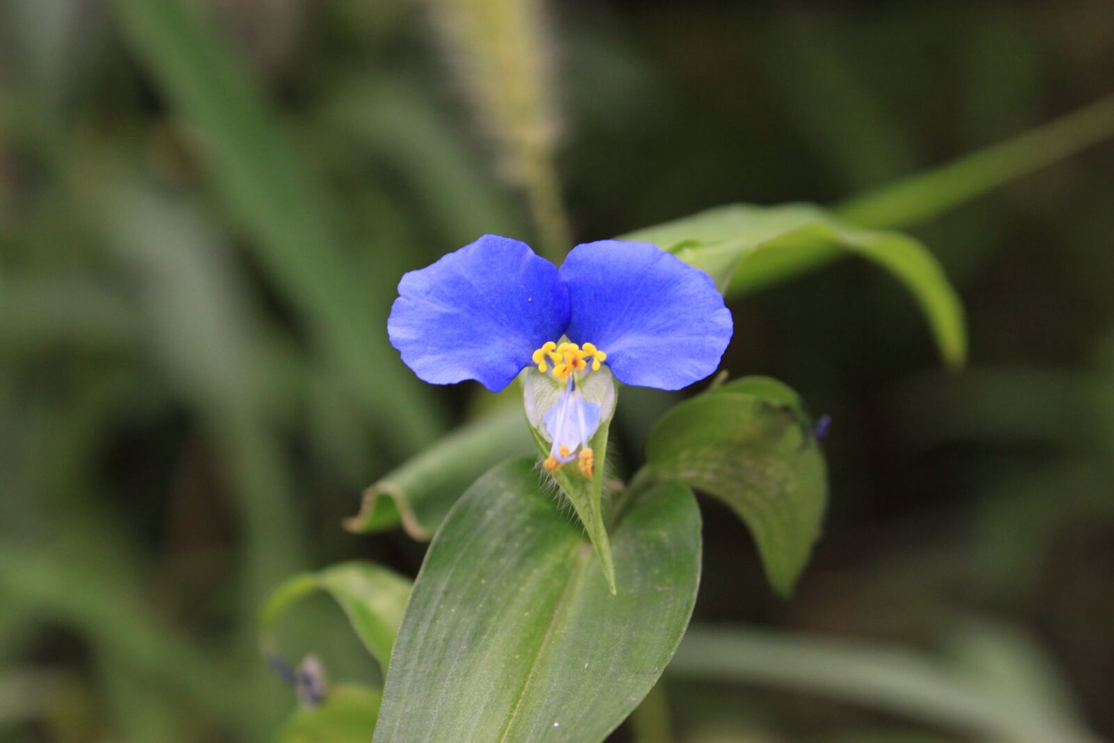 Canon EOS 50D sample photo. Moon with flowers, wildflower photography