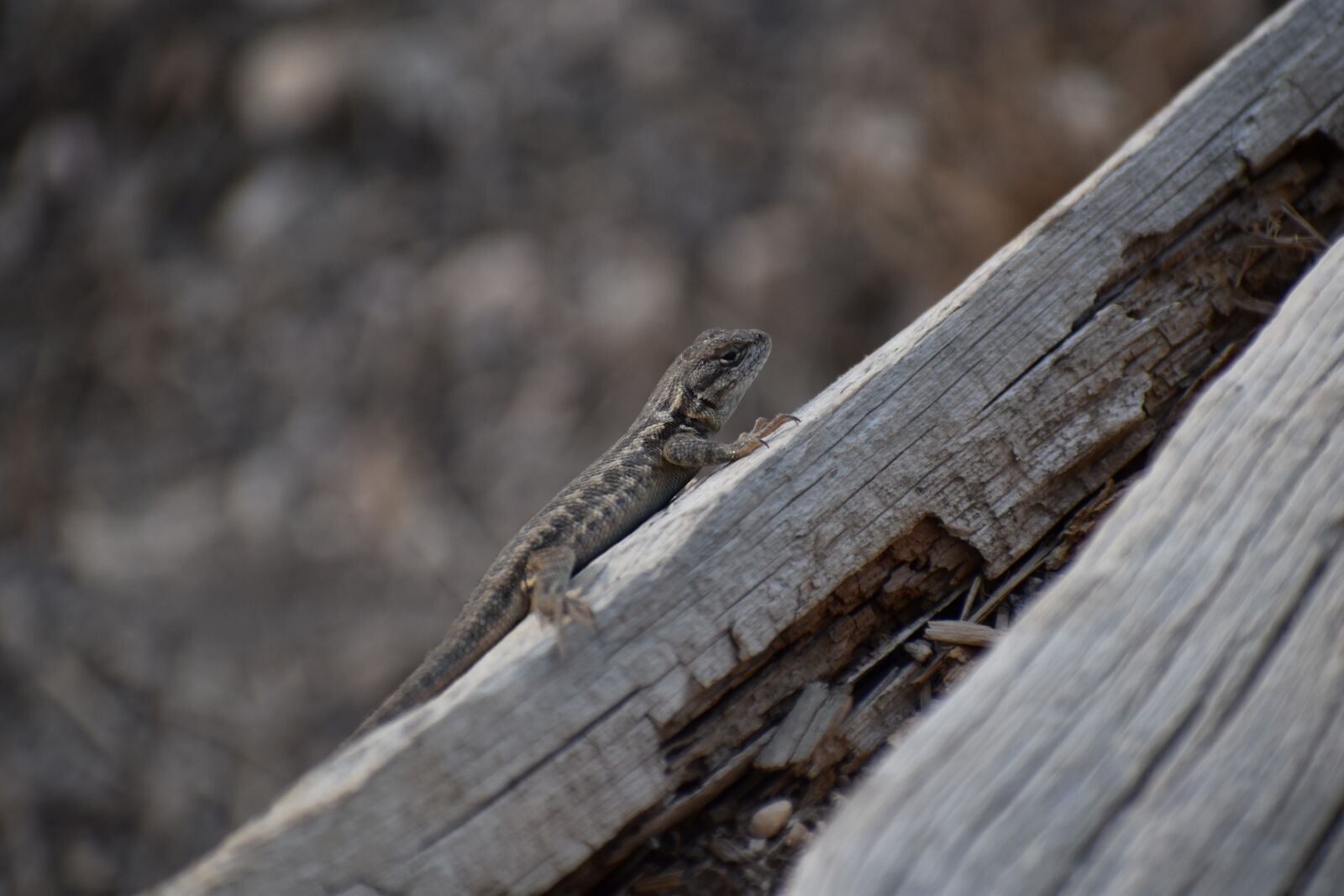 Nikon D5600 sample photo. Lizard, reptile, wood photography