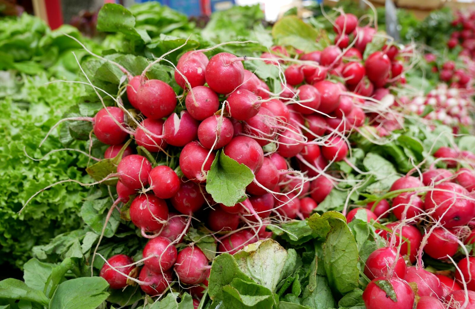 Panasonic DMC-G81 sample photo. Radishes, vegetables, radish photography
