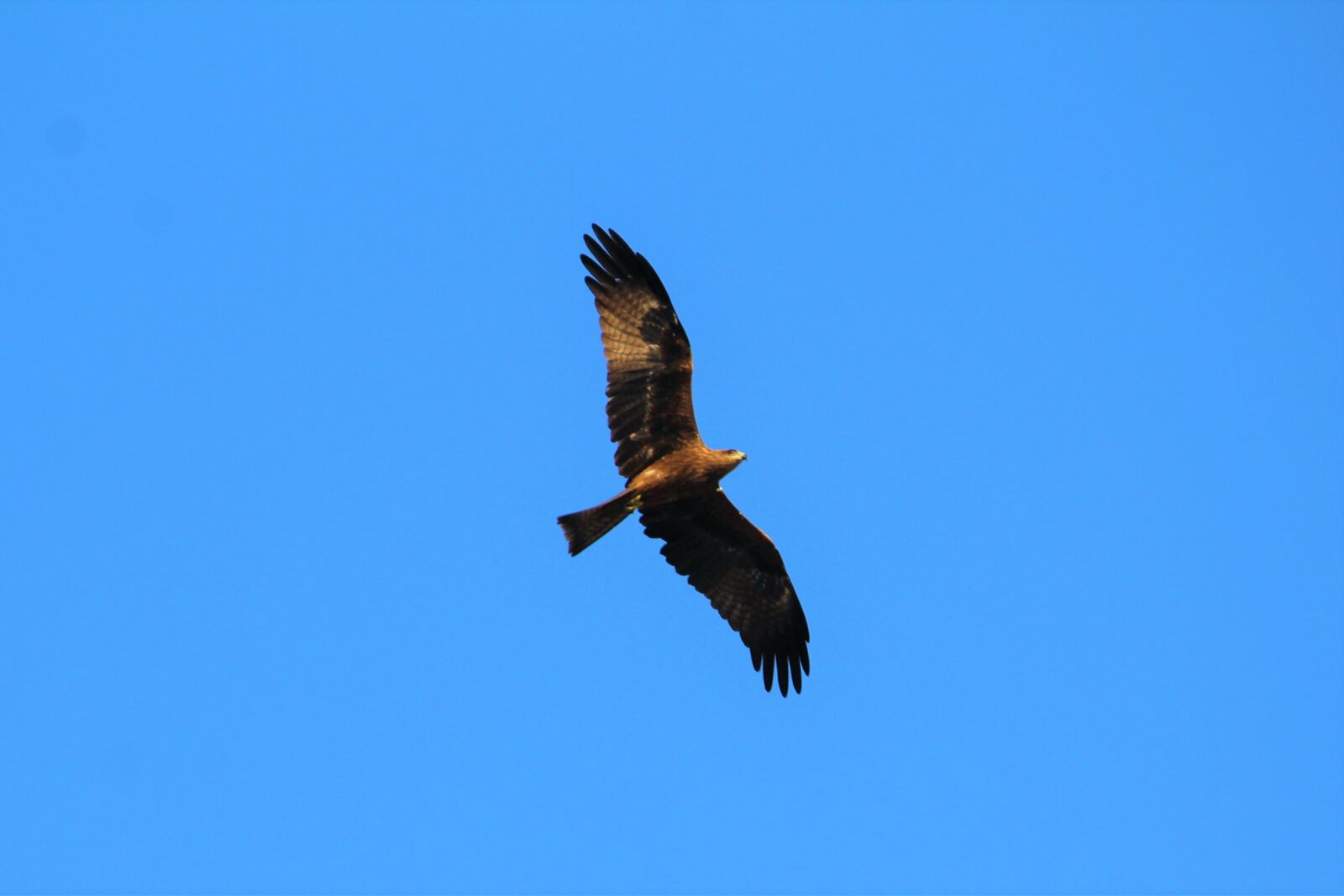 Canon EOS 1200D (EOS Rebel T5 / EOS Kiss X70 / EOS Hi) sample photo. Black, kite, nature photography