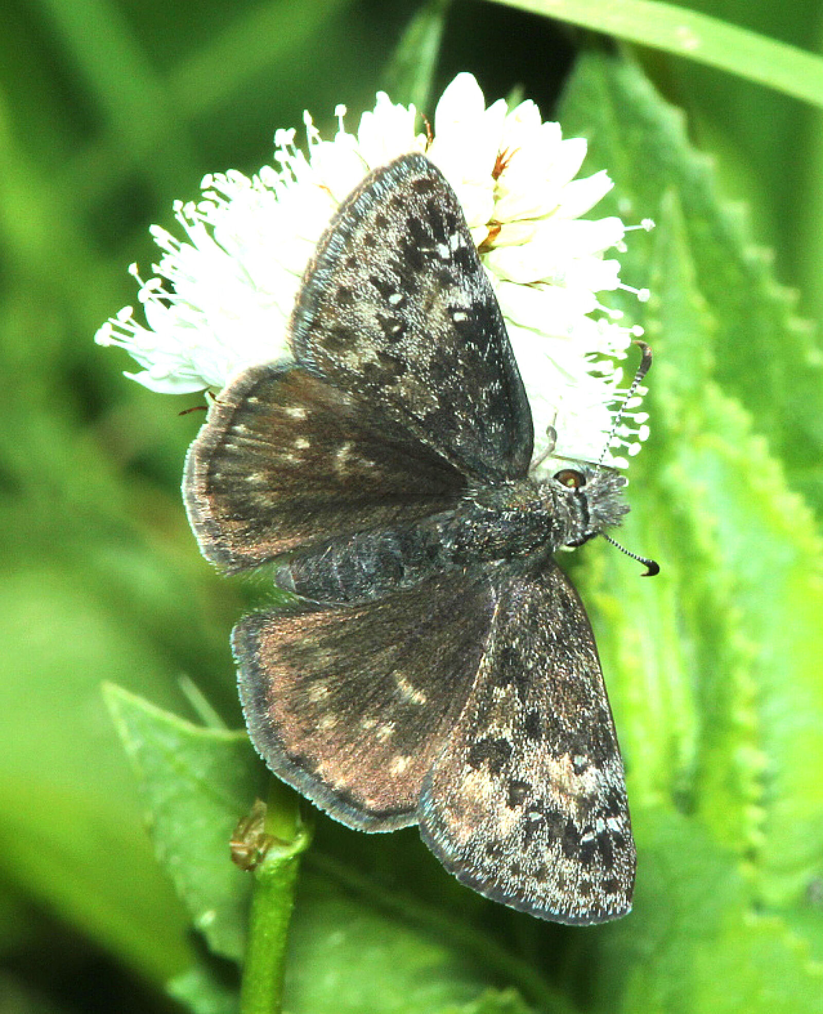 Canon EF 300mm F4L IS USM sample photo