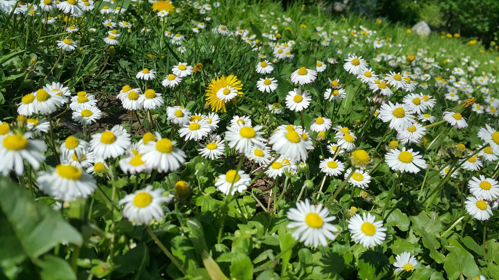 Samsung Galaxy Note4 sample photo. Flowers, green, nature photography