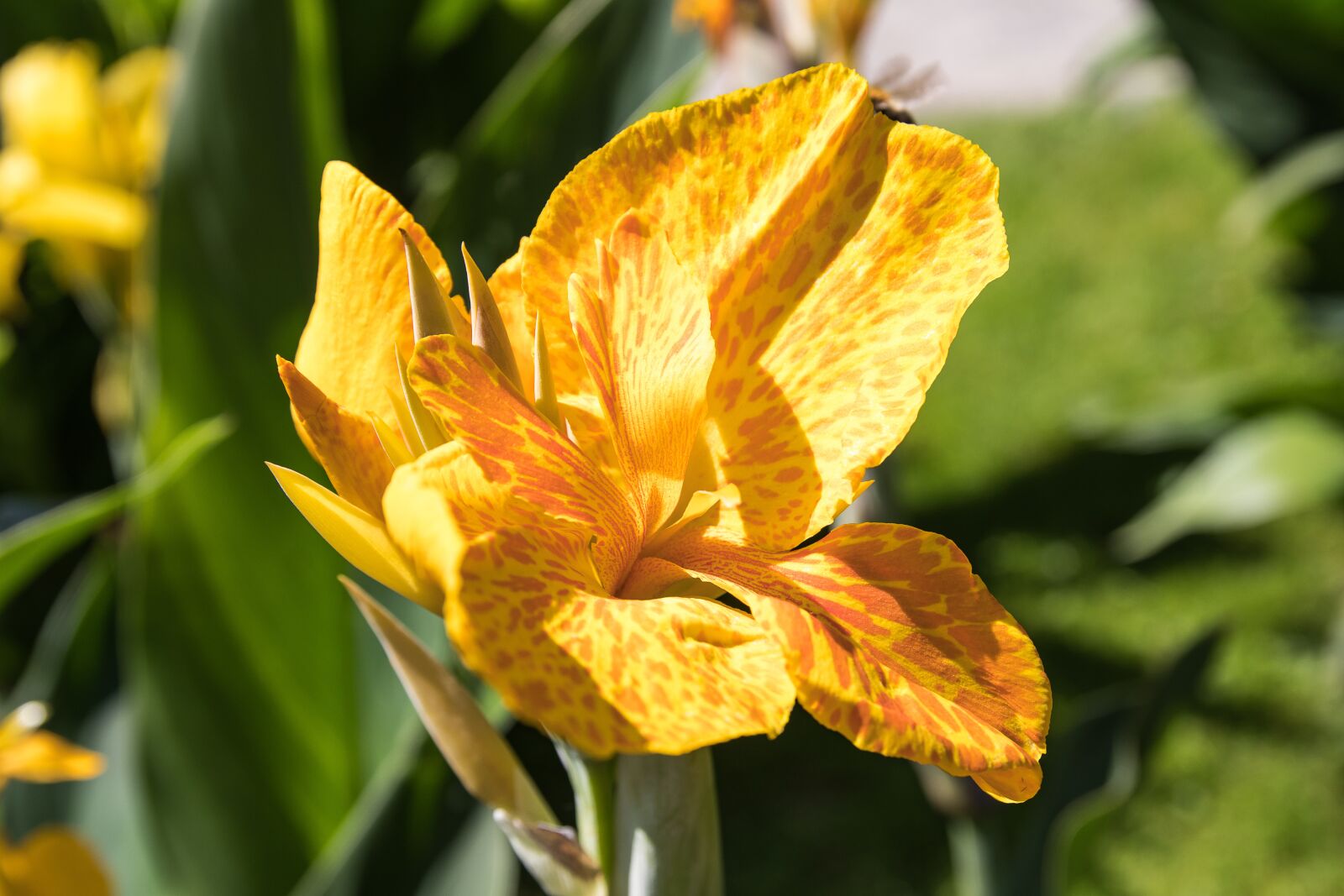 Canon EOS 80D sample photo. Canna, flower, plant photography