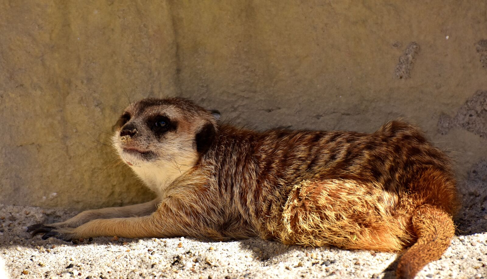 Nikon D7200 sample photo. Meerkat, cute, curious photography