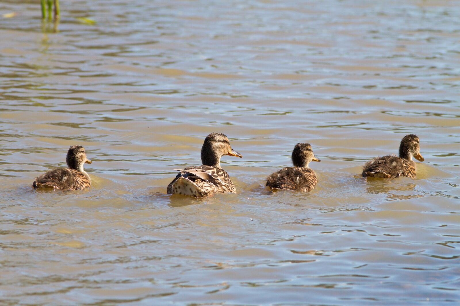 Canon EF 300mm F4L IS USM sample photo. Duck, the brood, nature photography