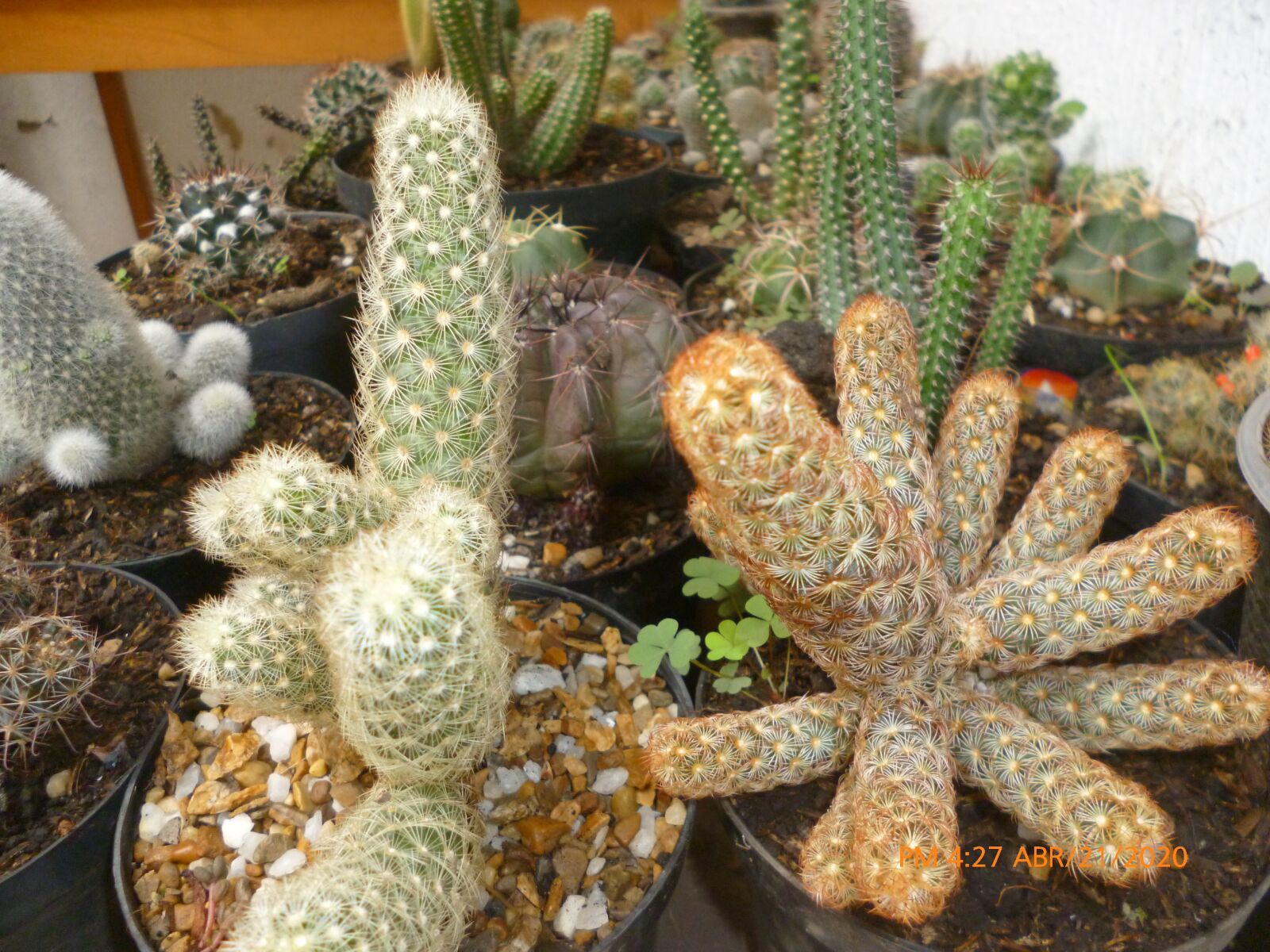Panasonic DMC-FH2 sample photo. Cactus, naturaleza, desierto photography