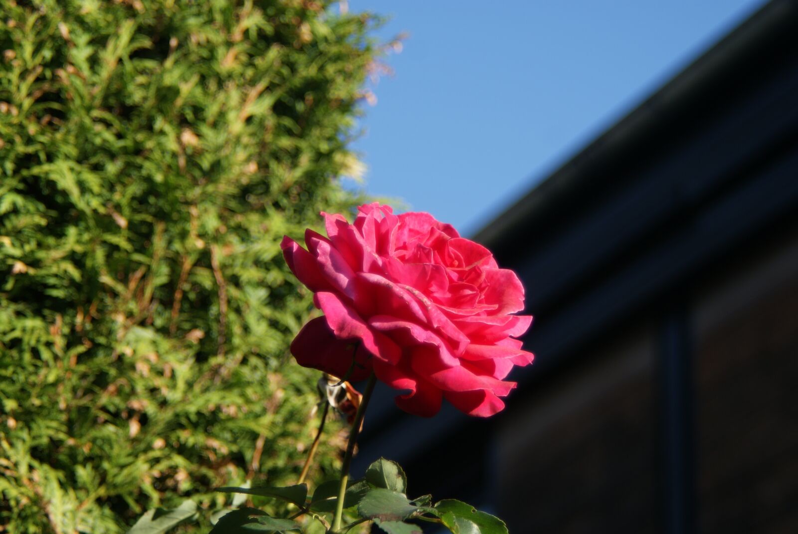 Sony Alpha DSLR-A200 sample photo. Rose, blossom, bloom photography