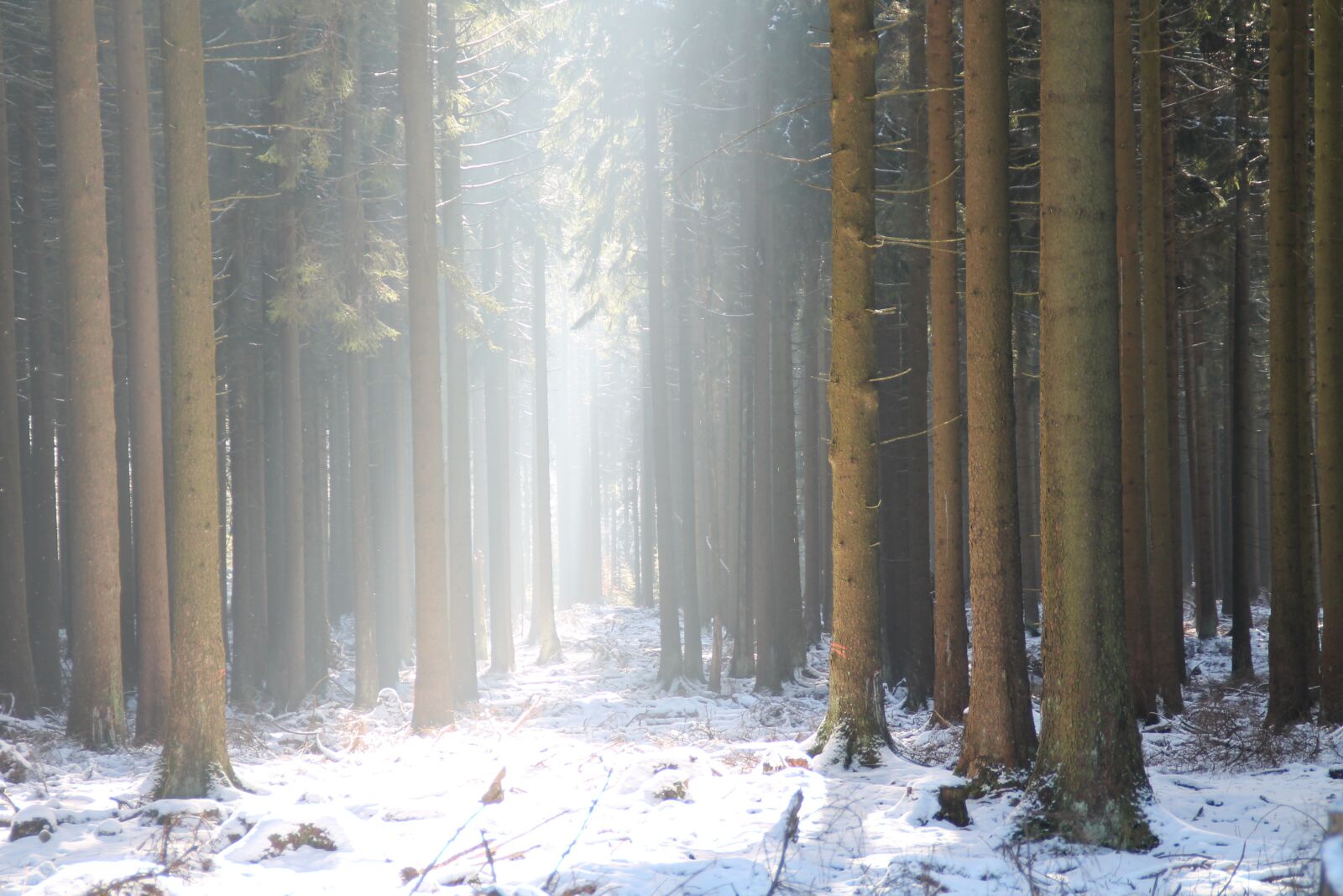 Canon EOS 1100D (EOS Rebel T3 / EOS Kiss X50) sample photo. Winter, forest, spruce photography