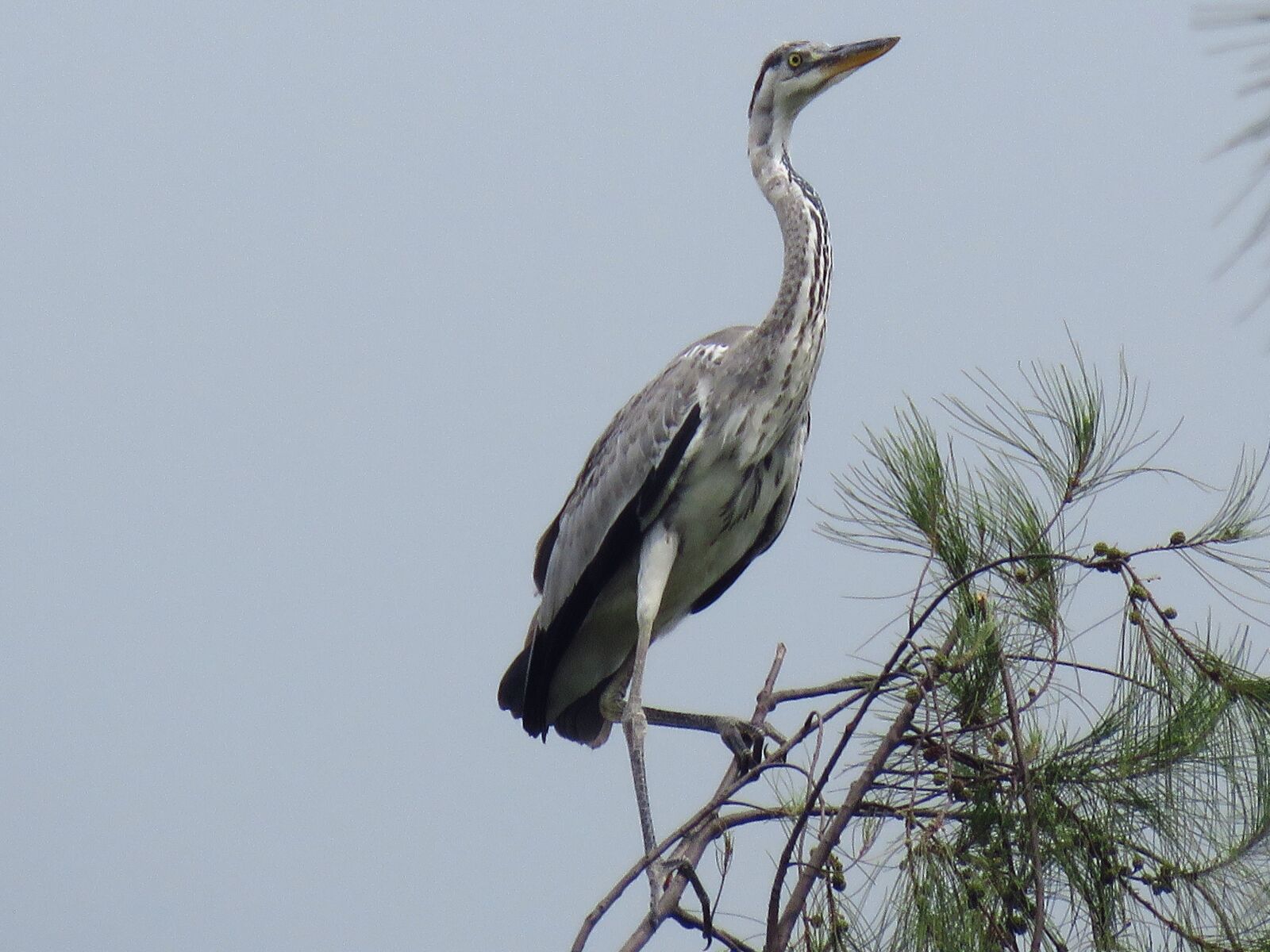 Canon PowerShot SX60 HS sample photo. Heron, grey heron, bird photography