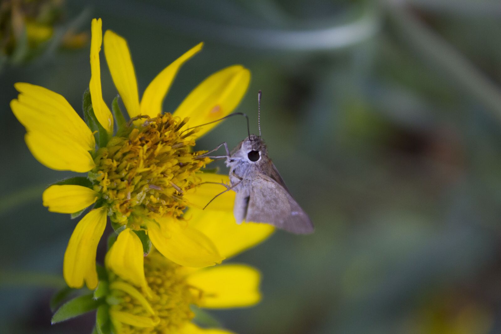 Canon EOS 1200D (EOS Rebel T5 / EOS Kiss X70 / EOS Hi) sample photo. Flower, pretty, nature photography