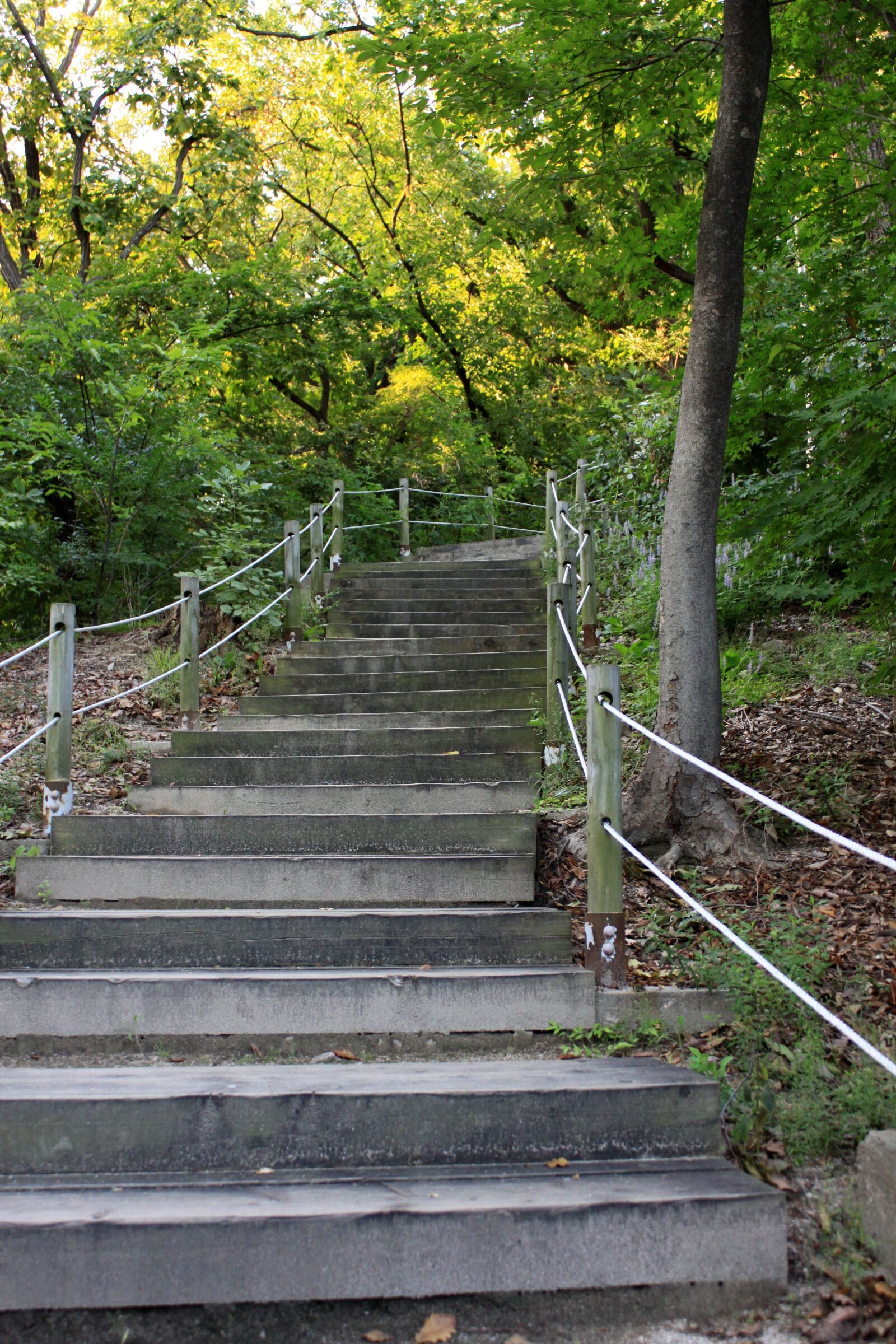 Canon EOS 50D sample photo. Hiking trails, esplanade, forest photography