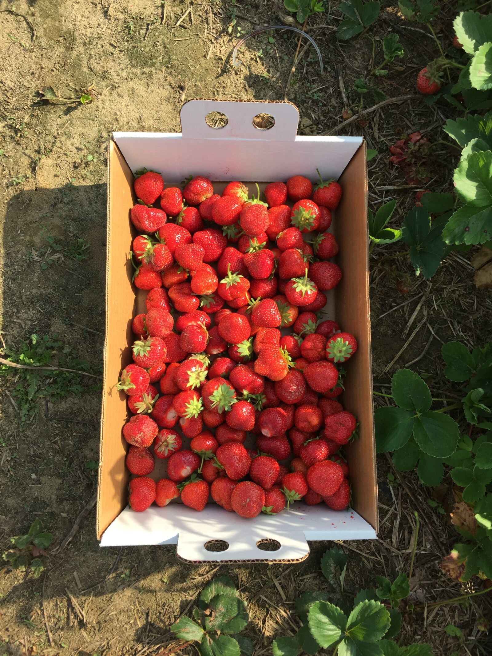 iPhone 6 Plus back camera 4.15mm f/2.2 sample photo. Farm, farming, fruit, strawberries photography