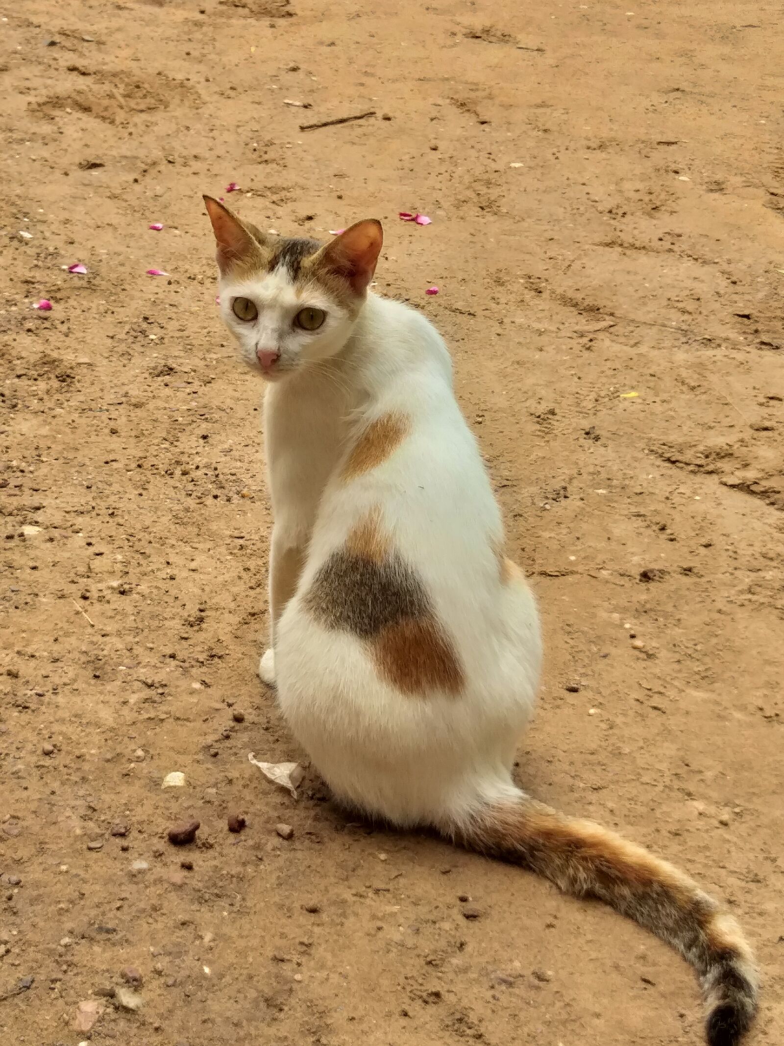Samsung Galaxy A6+ sample photo. Cat, animals, kitten photography