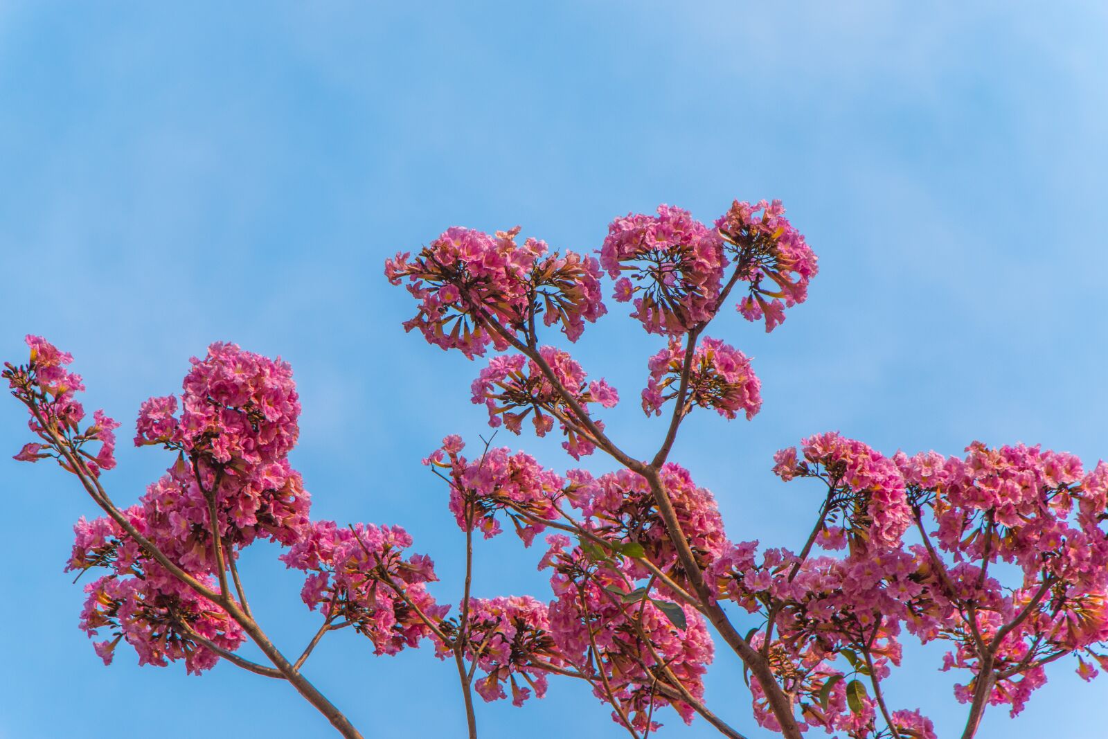 Canon EOS 70D sample photo. Sky, flowers, rosa photography