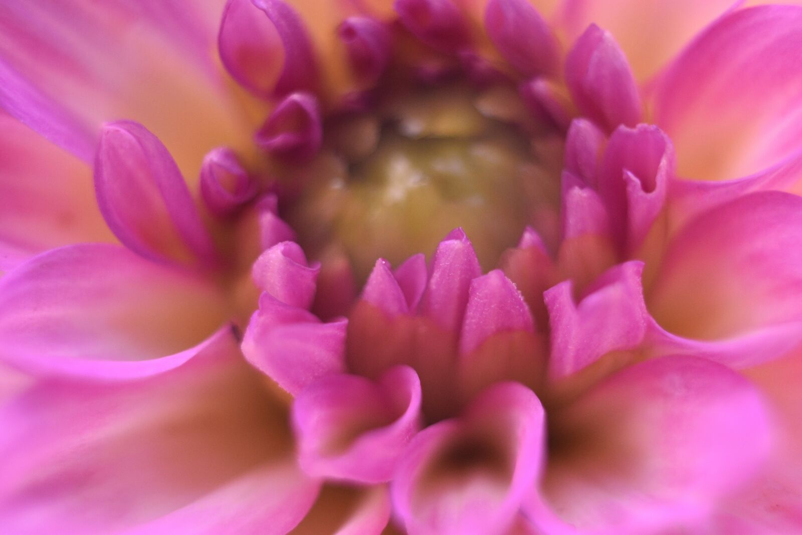 Nikon D3400 sample photo. Dahlia flower, close-up, dahlia photography