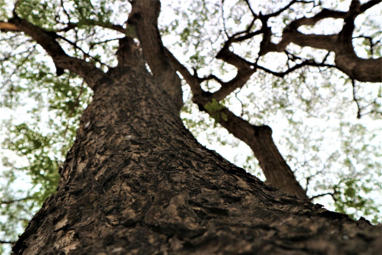 Canon EOS M10 sample photo. Tree, bark, trunk photography
