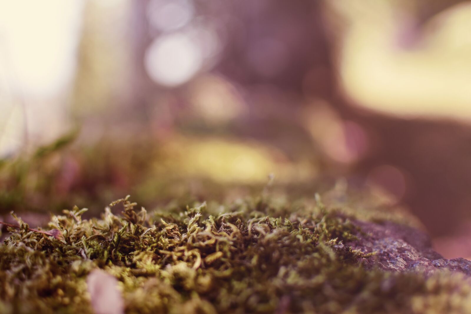 Nikon D3400 sample photo. Autumn, moss, forest floor photography