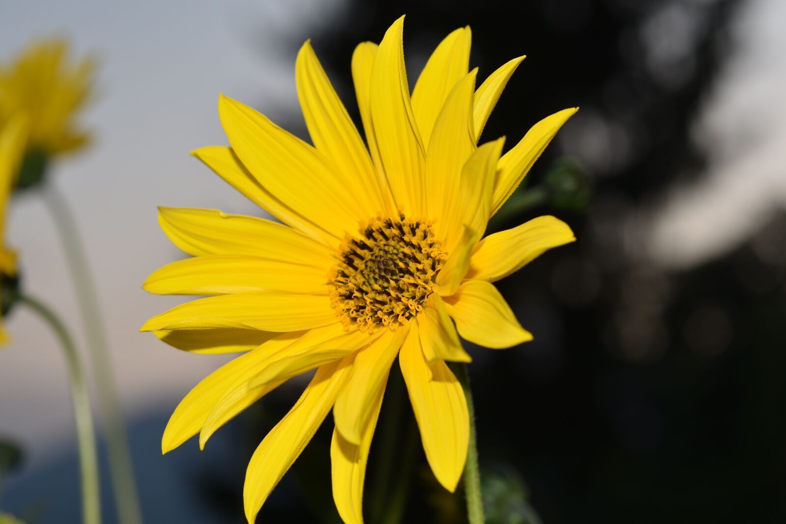 Nikon D5600 sample photo. Flower, flower yellow petals photography