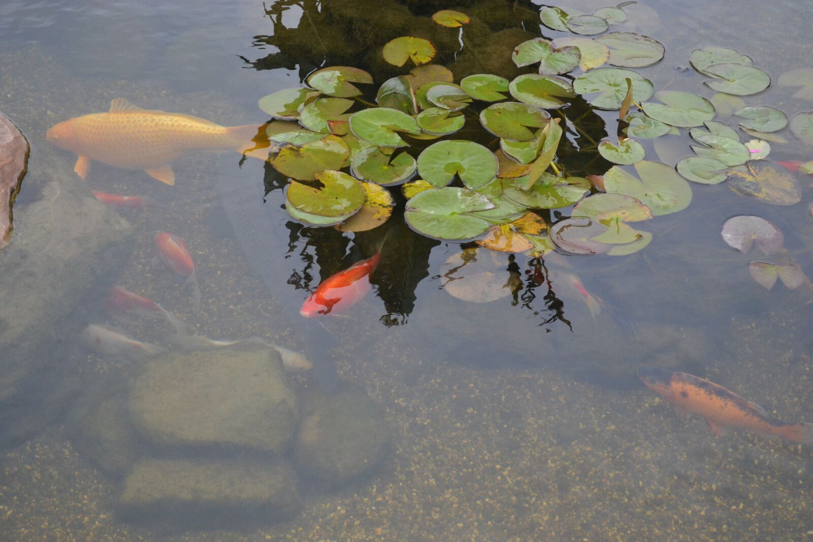 Nikon D3100 sample photo. Fish, lake, water lilies photography