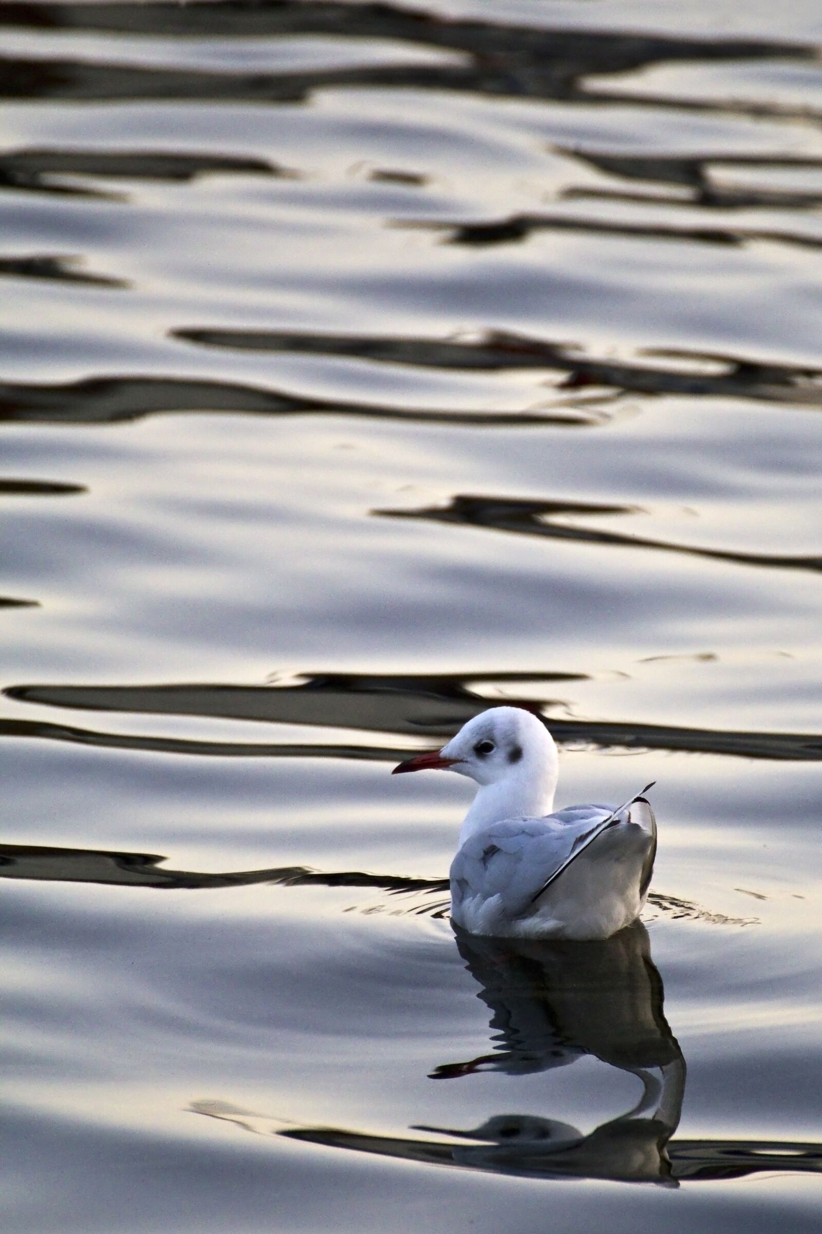 Canon EOS 600D (Rebel EOS T3i / EOS Kiss X5) sample photo. Seagull, gull in the photography