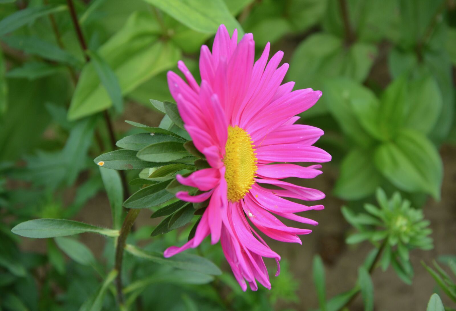Nikon D5200 sample photo. Flower, marguerite bright pink photography