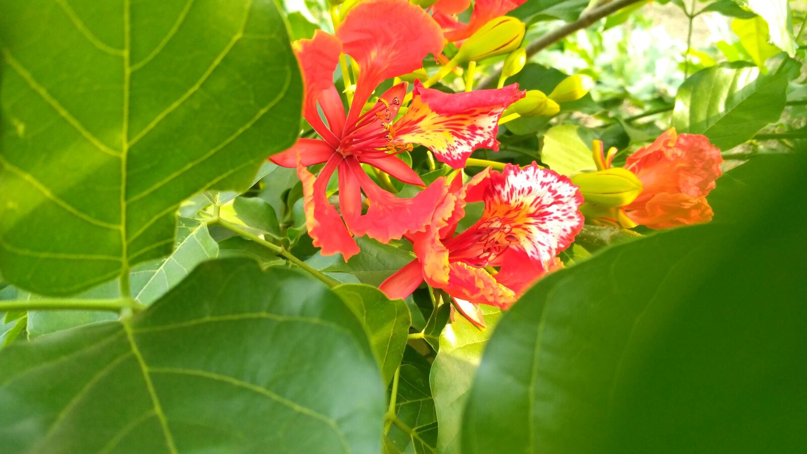 Xiaomi Redmi 3S sample photo. Green, flower, red flower photography