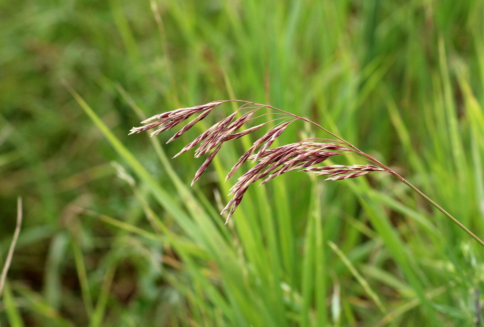 Canon EOS 1200D (EOS Rebel T5 / EOS Kiss X70 / EOS Hi) sample photo. Grass, meadow, figure photography