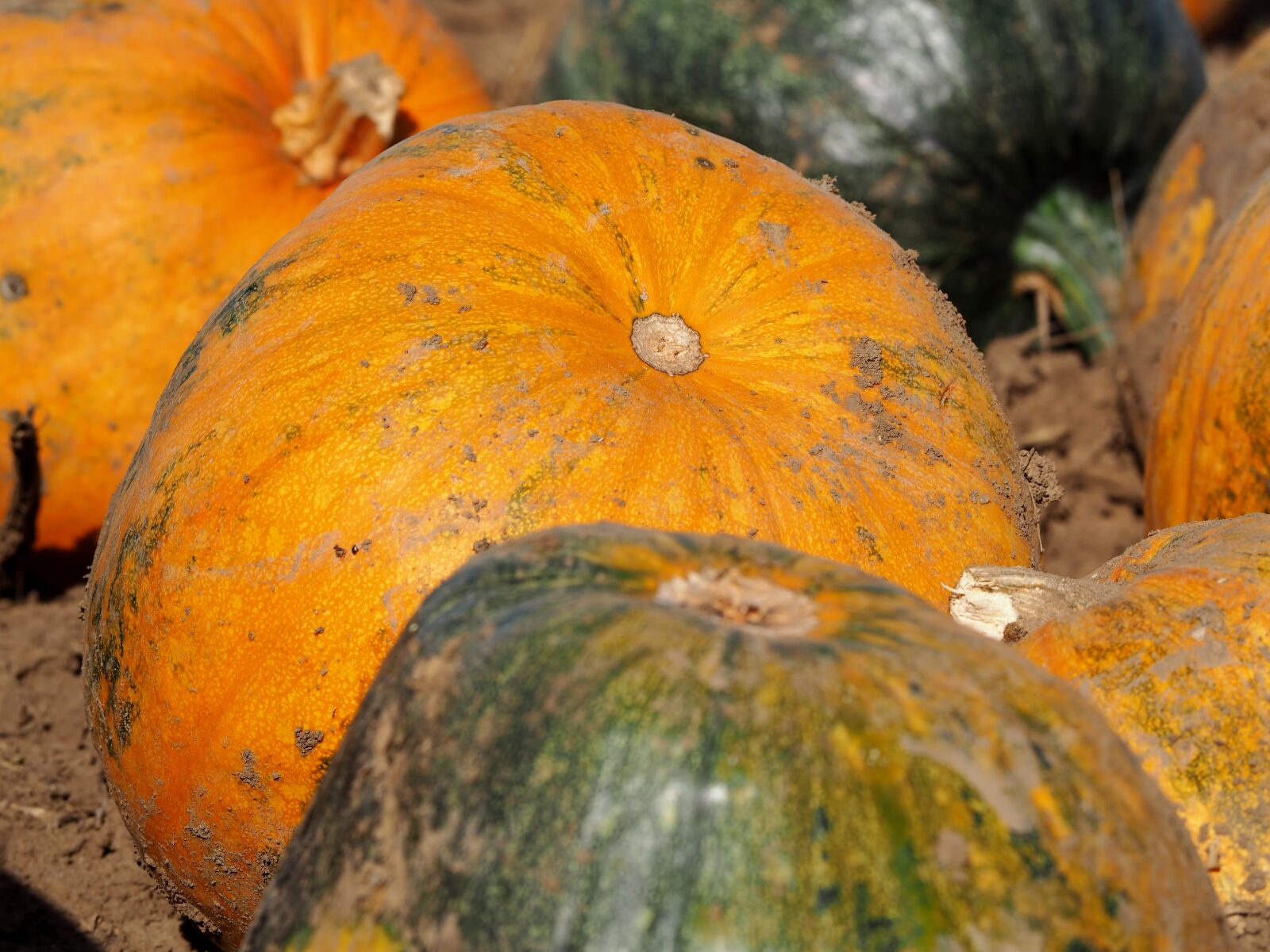 Olympus OM-D E-M10 sample photo. Pumpkin, pumpkin box, pumpkins photography