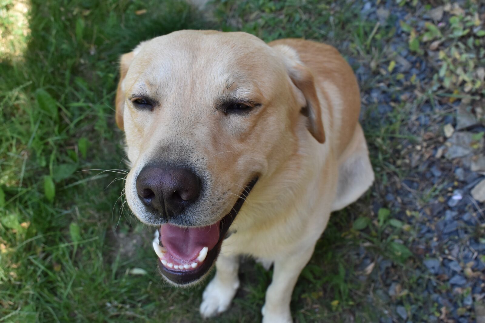 Nikon D3400 sample photo. Dog, happy, cute photography