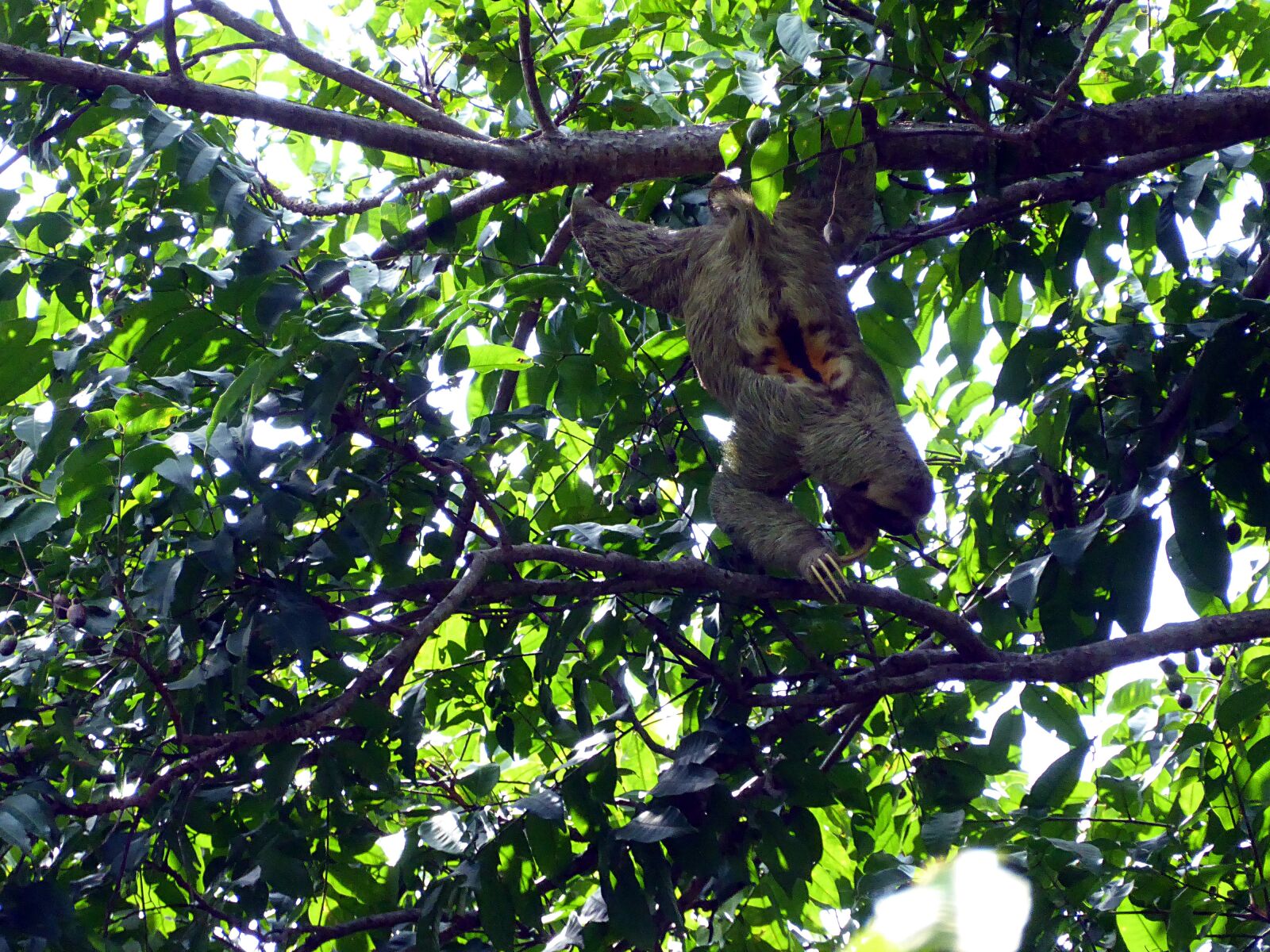 Panasonic Lumix DMC-ZS50 (Lumix DMC-TZ70) sample photo. Lazy, male, costa rica photography
