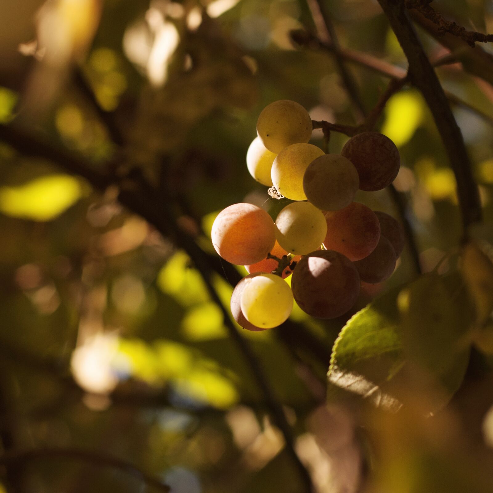 Nikon D3000 sample photo. Grapes, nature, tree photography