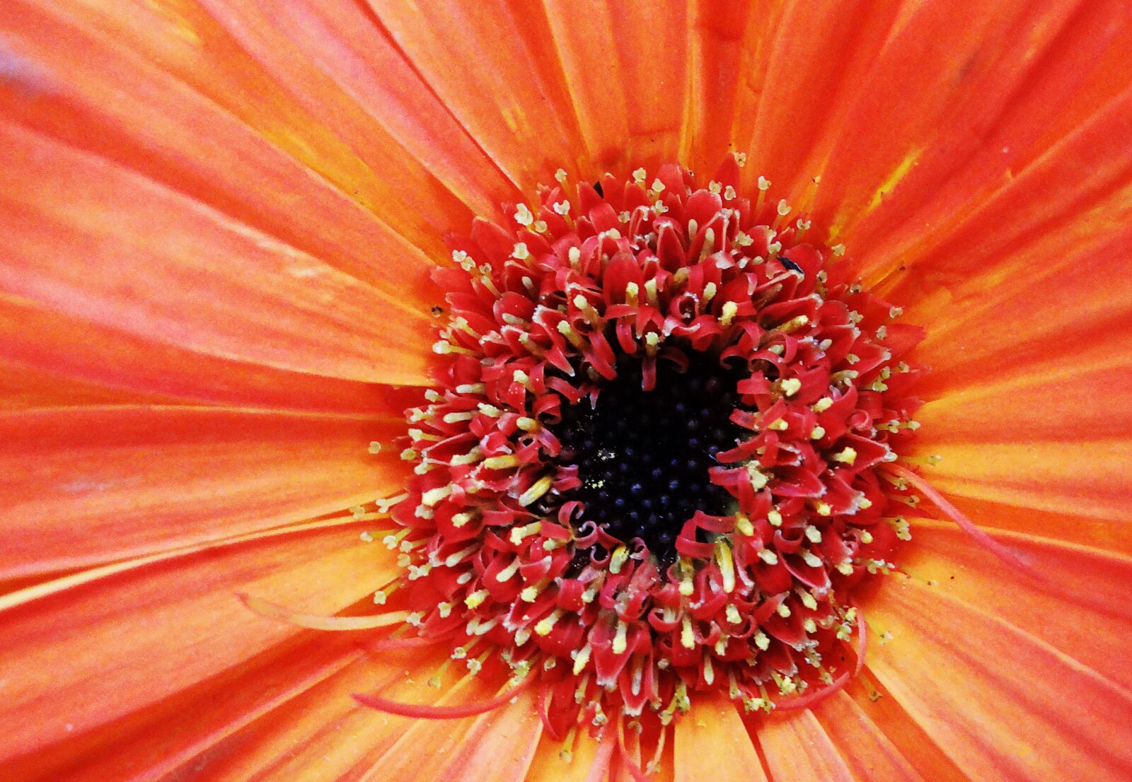 Sony DSC-HX200V sample photo. Flower, orange, nature photography