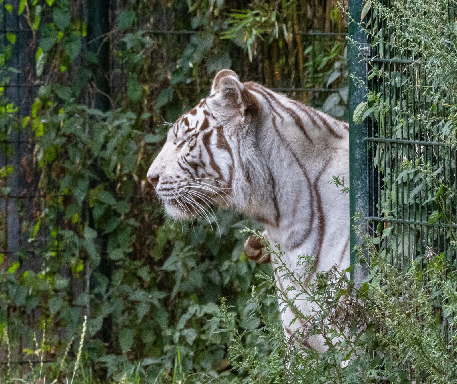 Canon EOS 80D sample photo. Tiger, predator, animal world photography