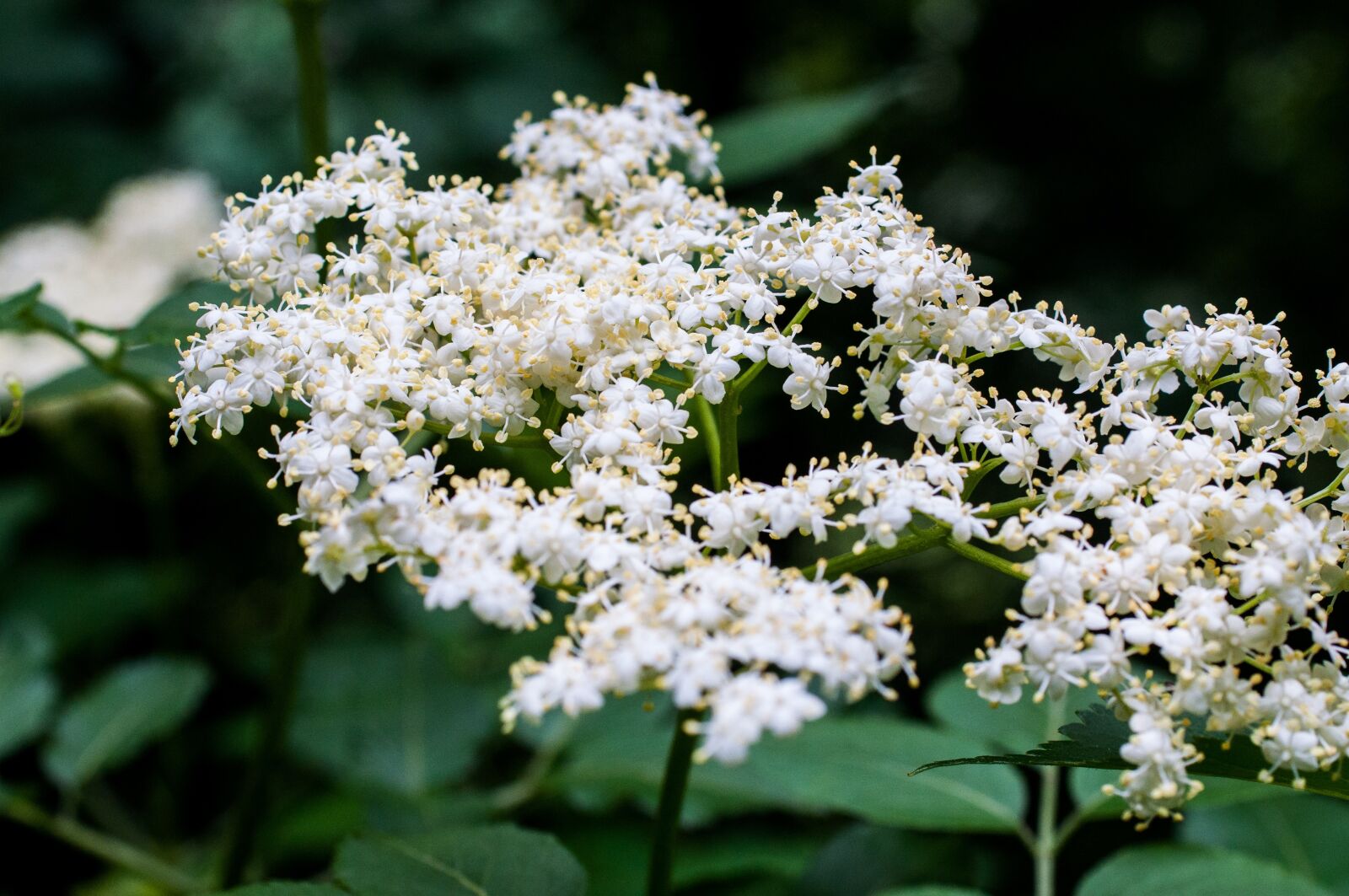 Nikon D90 sample photo. Elder, flowers, elderflower photography