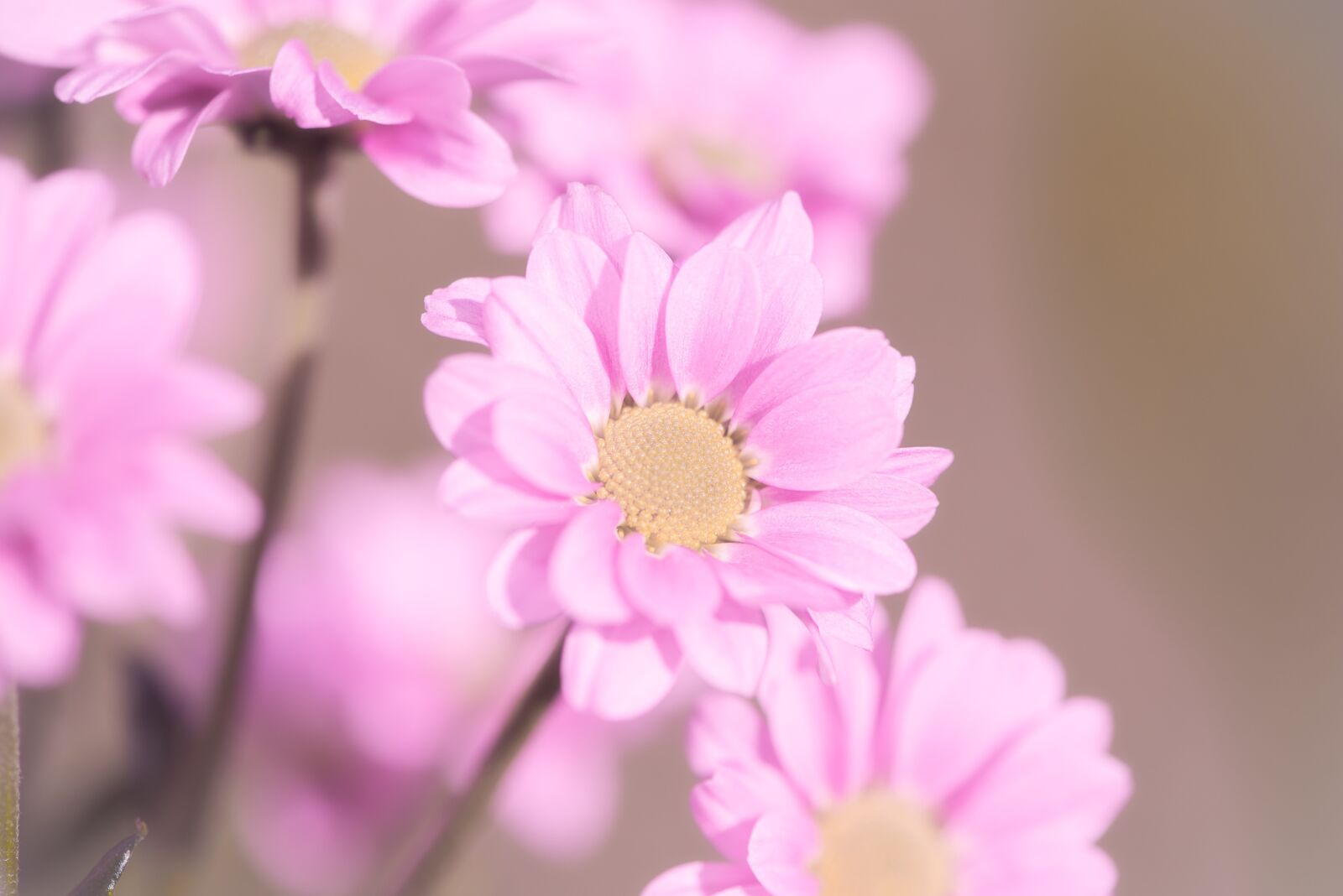 Nikon D750 sample photo. Flowers, pink, pink flowers photography