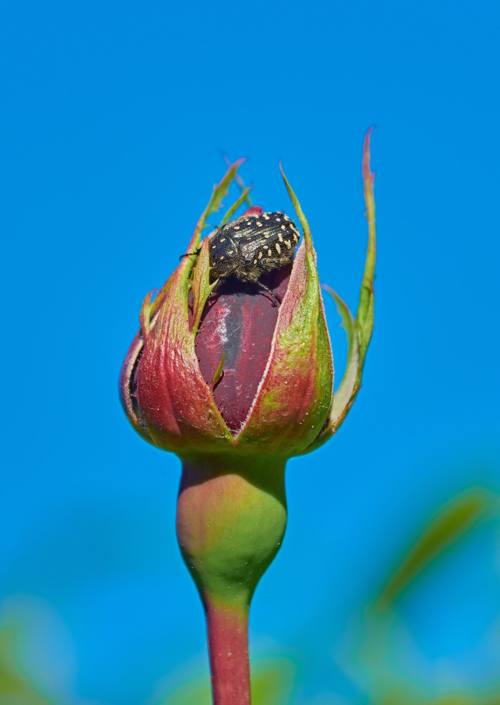 Nikon D7200 sample photo. Rosa, garden, flower photography