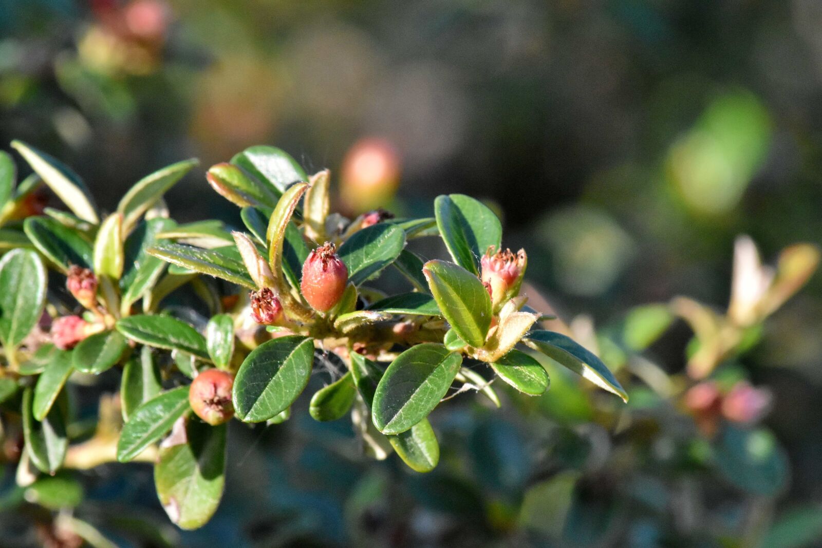 Nikon D5500 sample photo. Tree, leaf, fruit, plant photography